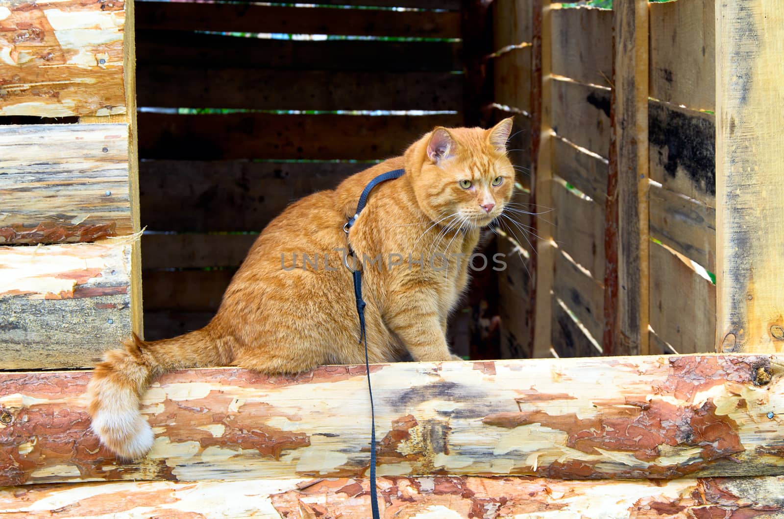 Red cat on a leash sitting on the window being built of planks baths