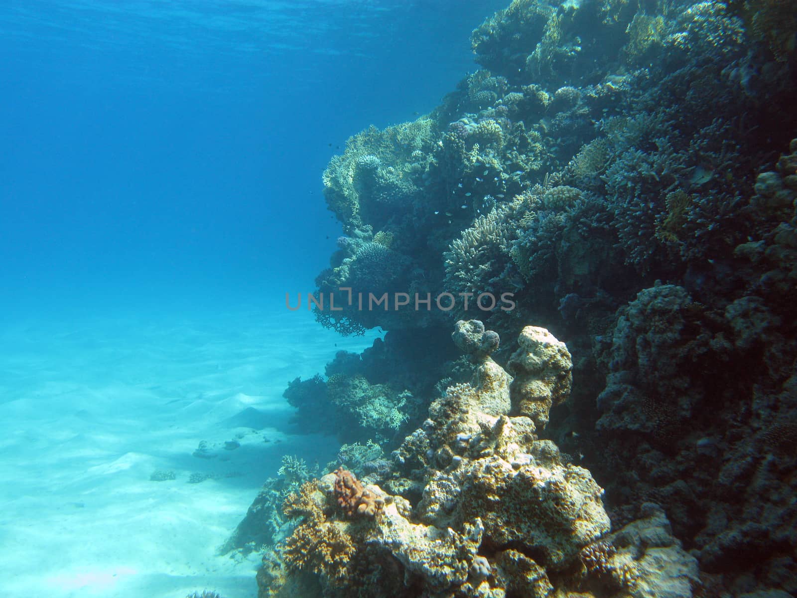 coral reef at the bottom of tropical sea on blue water background by mychadre77