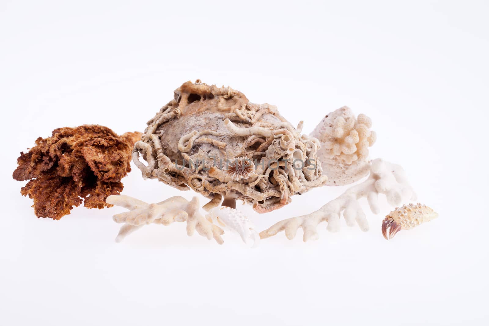 fragments of dead coral reef on white background