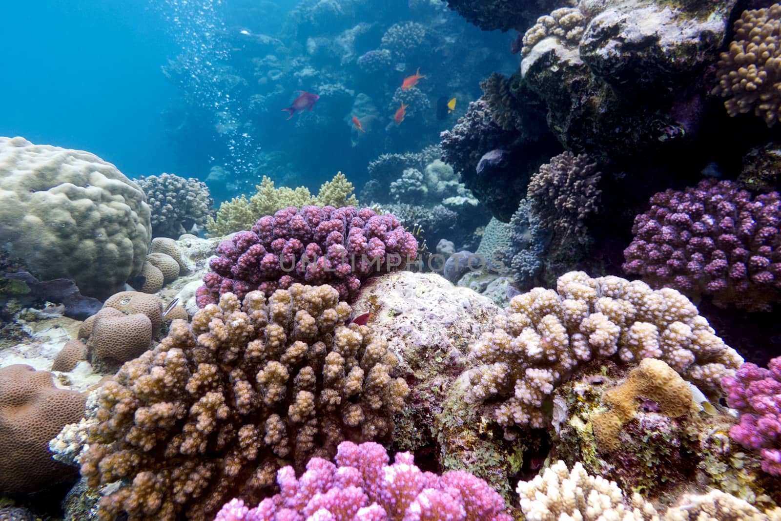 colorful coral reef with hard corals on the bottom of tropical sea