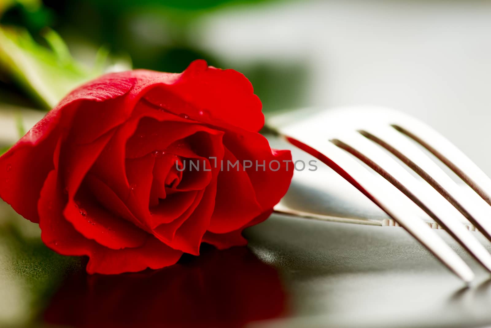 Composition of Red rose flower closeup