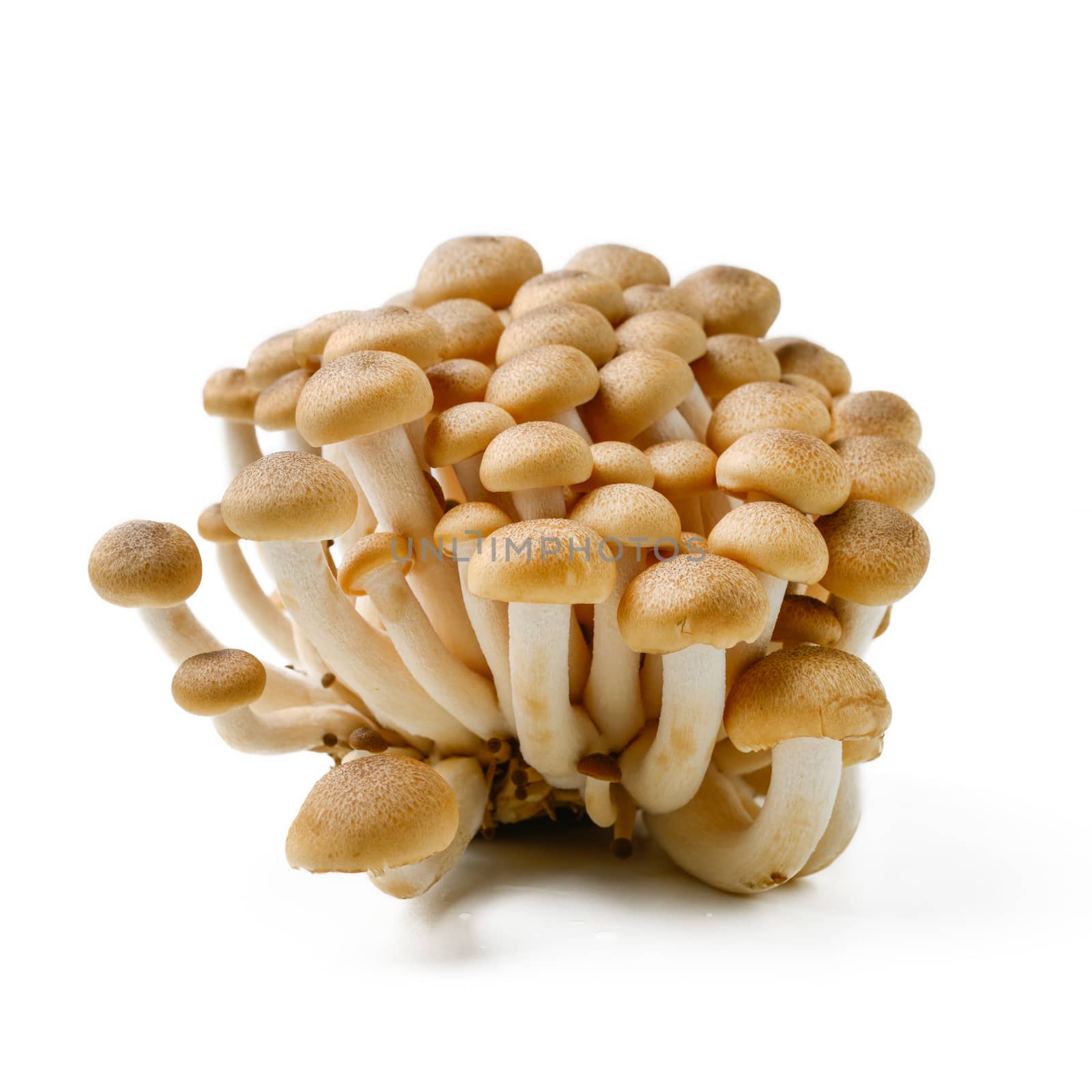 brown mushroom isolated on white