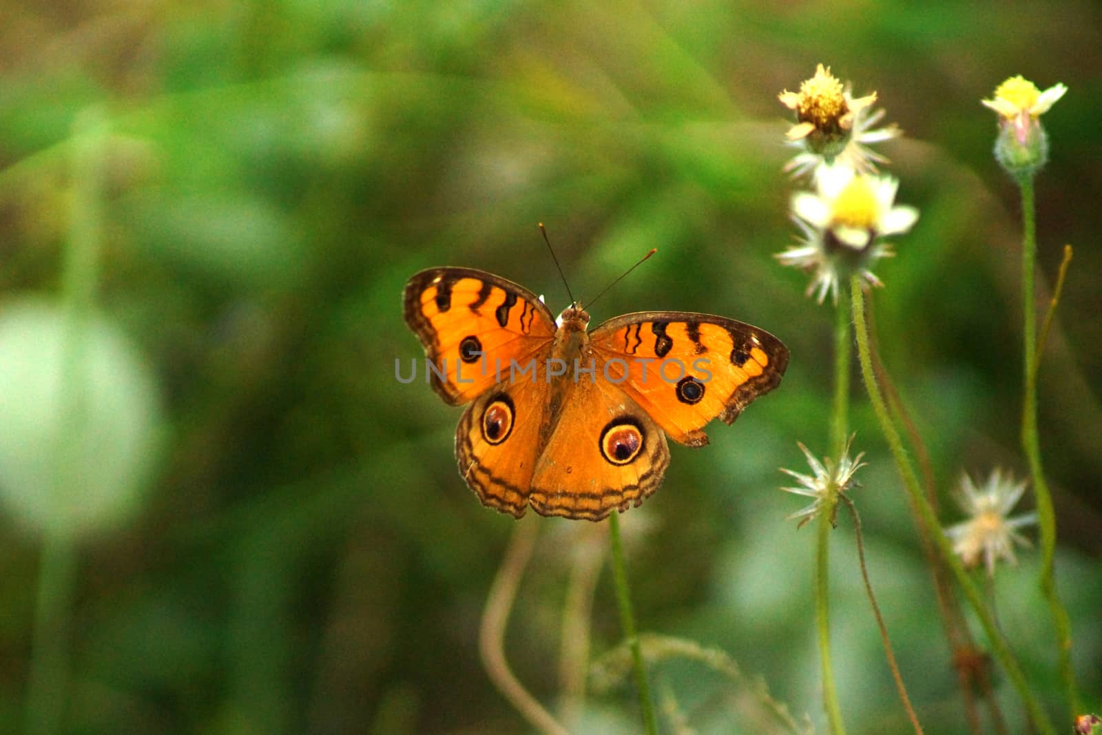 Orange butterfly over flower.