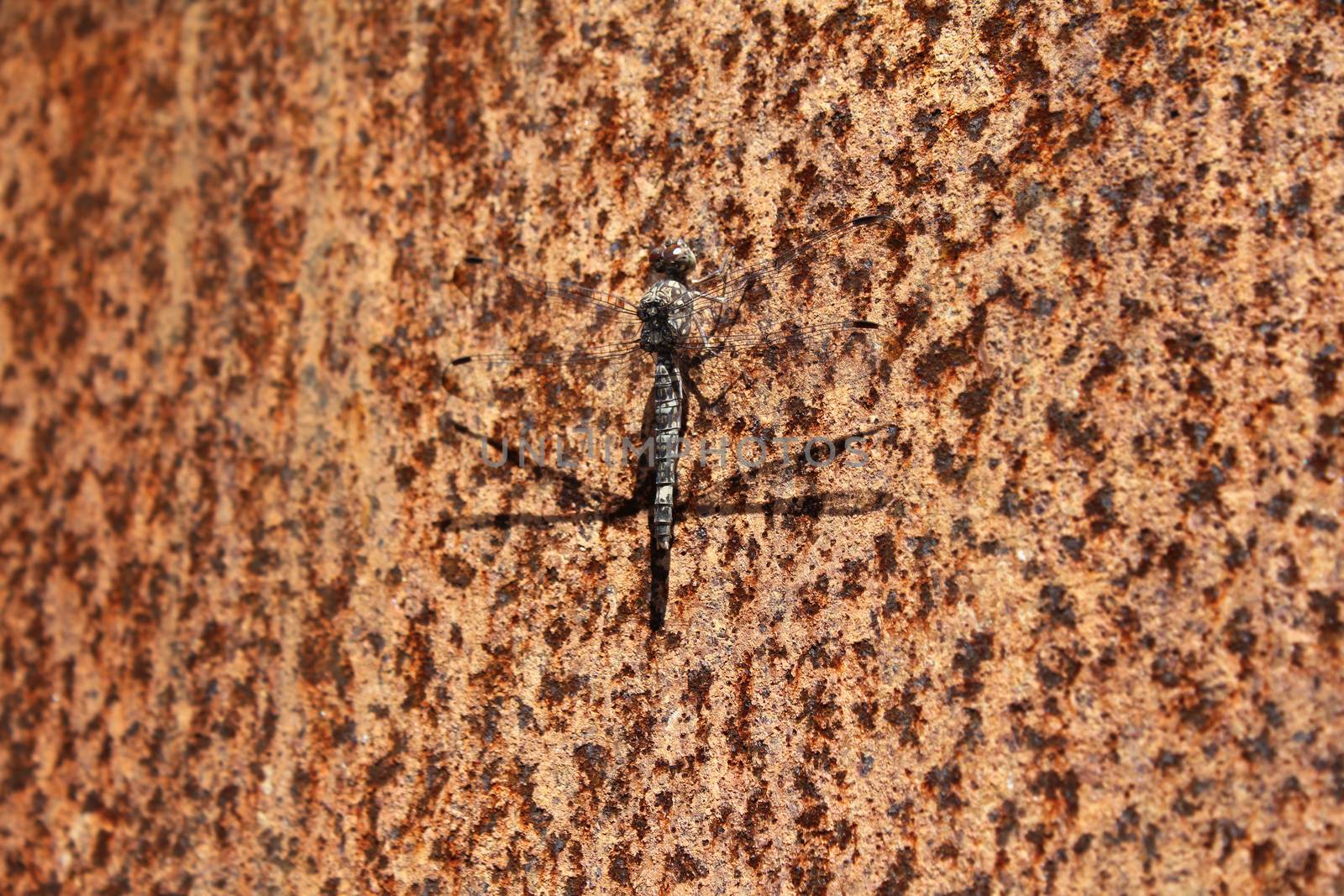 A large grey, adult dragonfly rests on a rusted metal sheet in the sun, its wings are transparent, with only the shadow of the wings clearly visible.