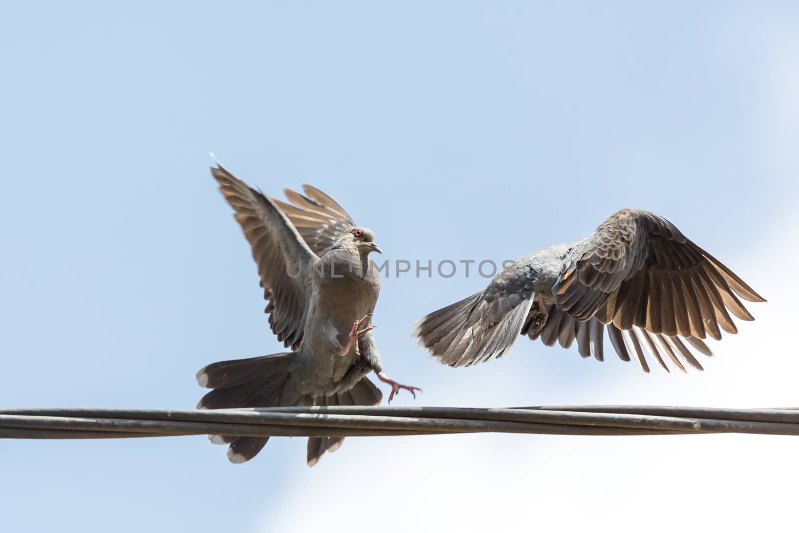 Two pigeons fighting over an electric line which they use as a place to sit