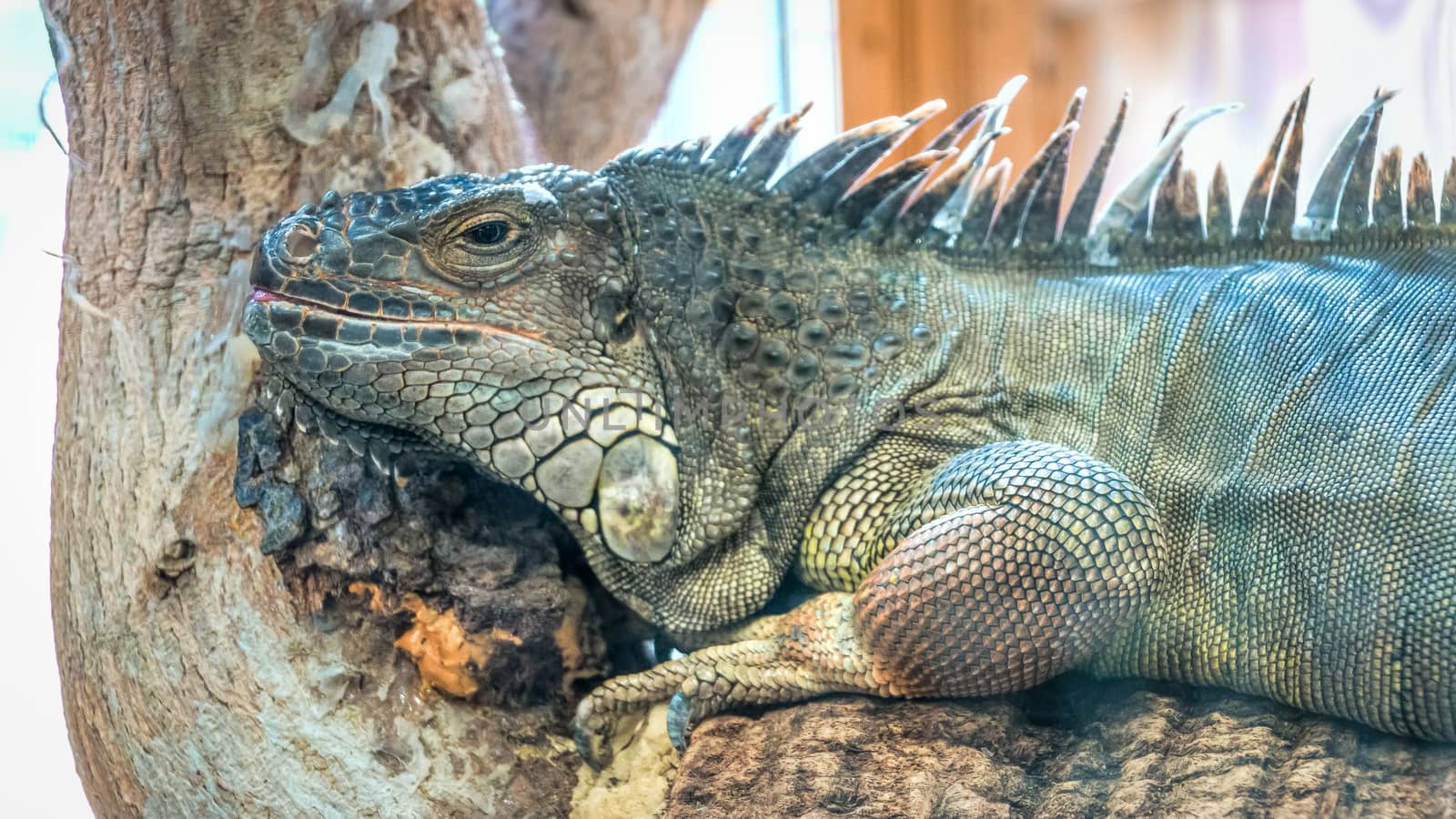 A giant lizard quietly sitting on the branch of a tree