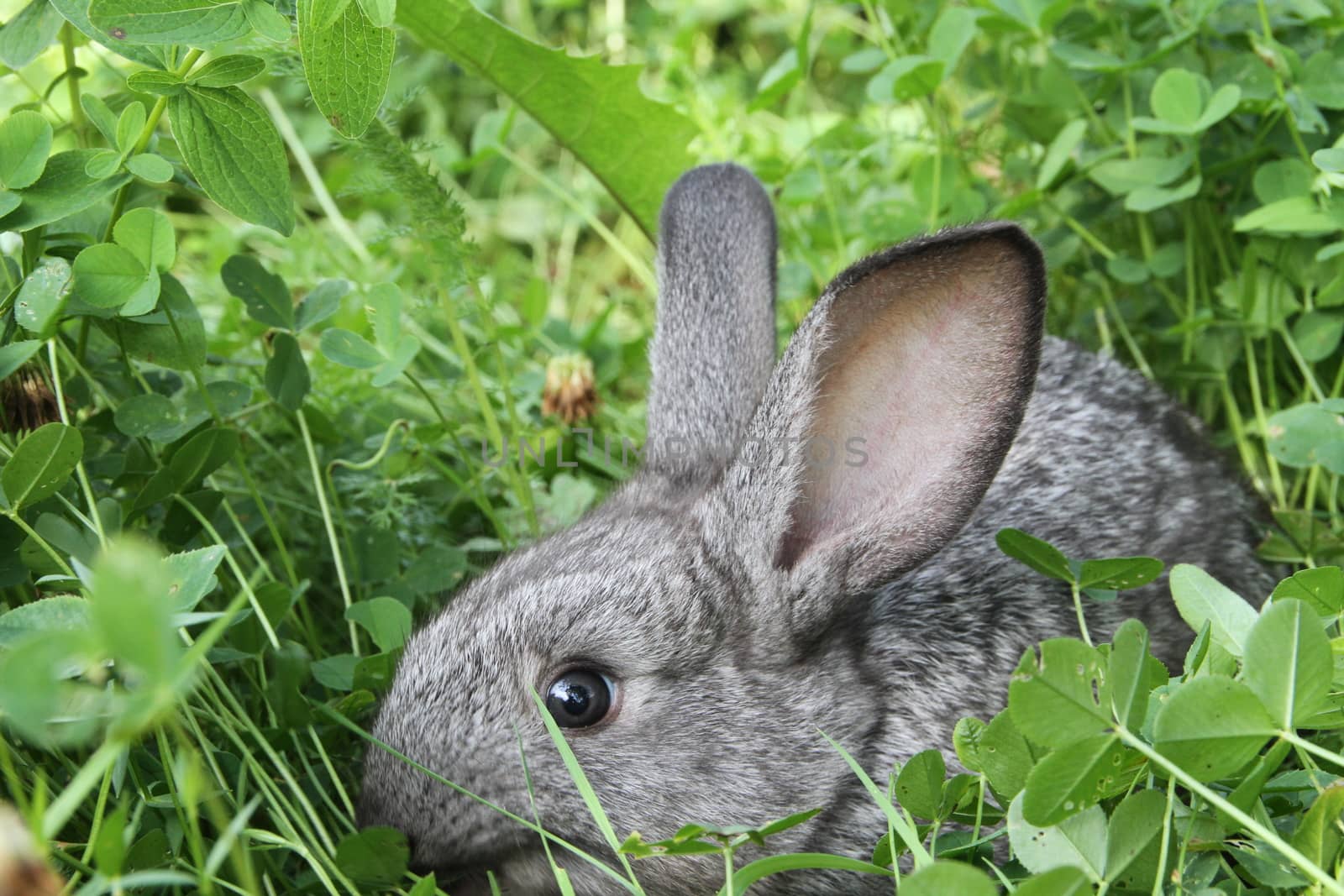 Grey rabbit among the clover on the lawn. Closeup