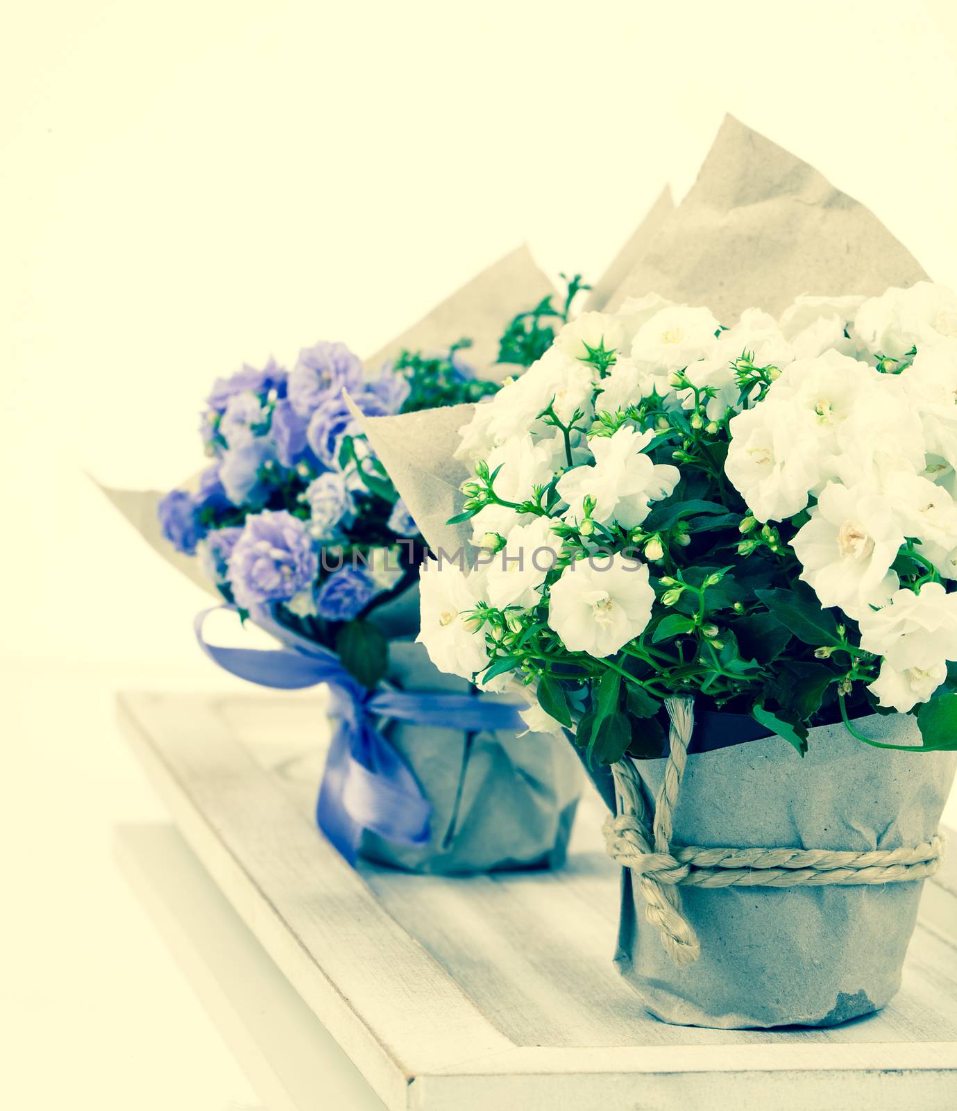 Campanula terry with blue and white flowers in paper packaging