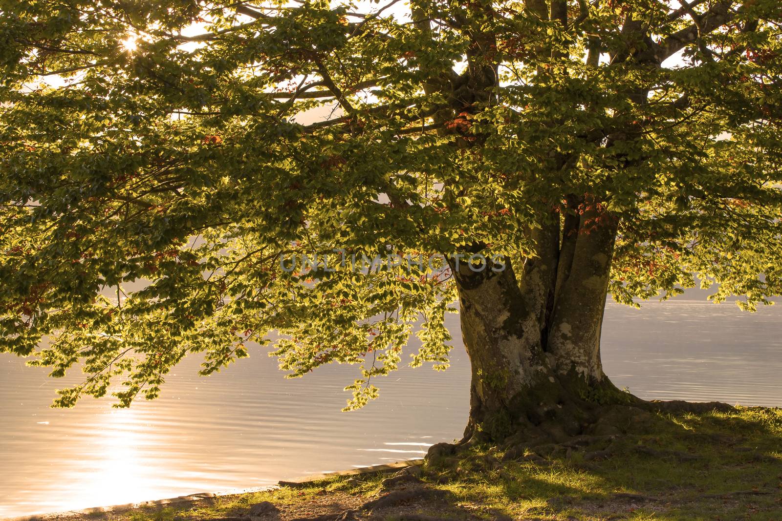 Old tree by the Bohinj lake, Slovenia, softly light