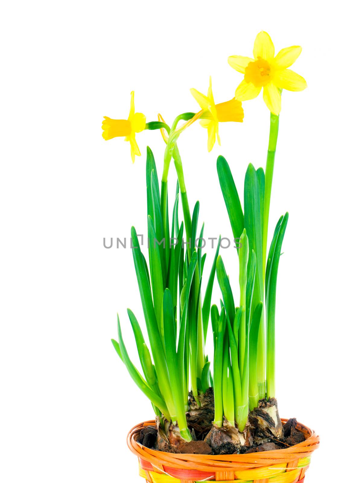 beautiful spring narcissus flowers in pot on white background by motorolka