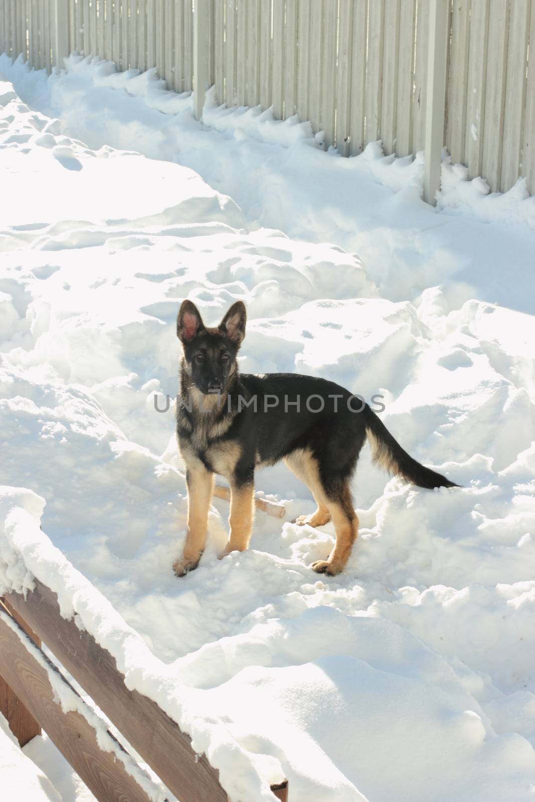 German Shepherd puppy outdoors  by Metanna
