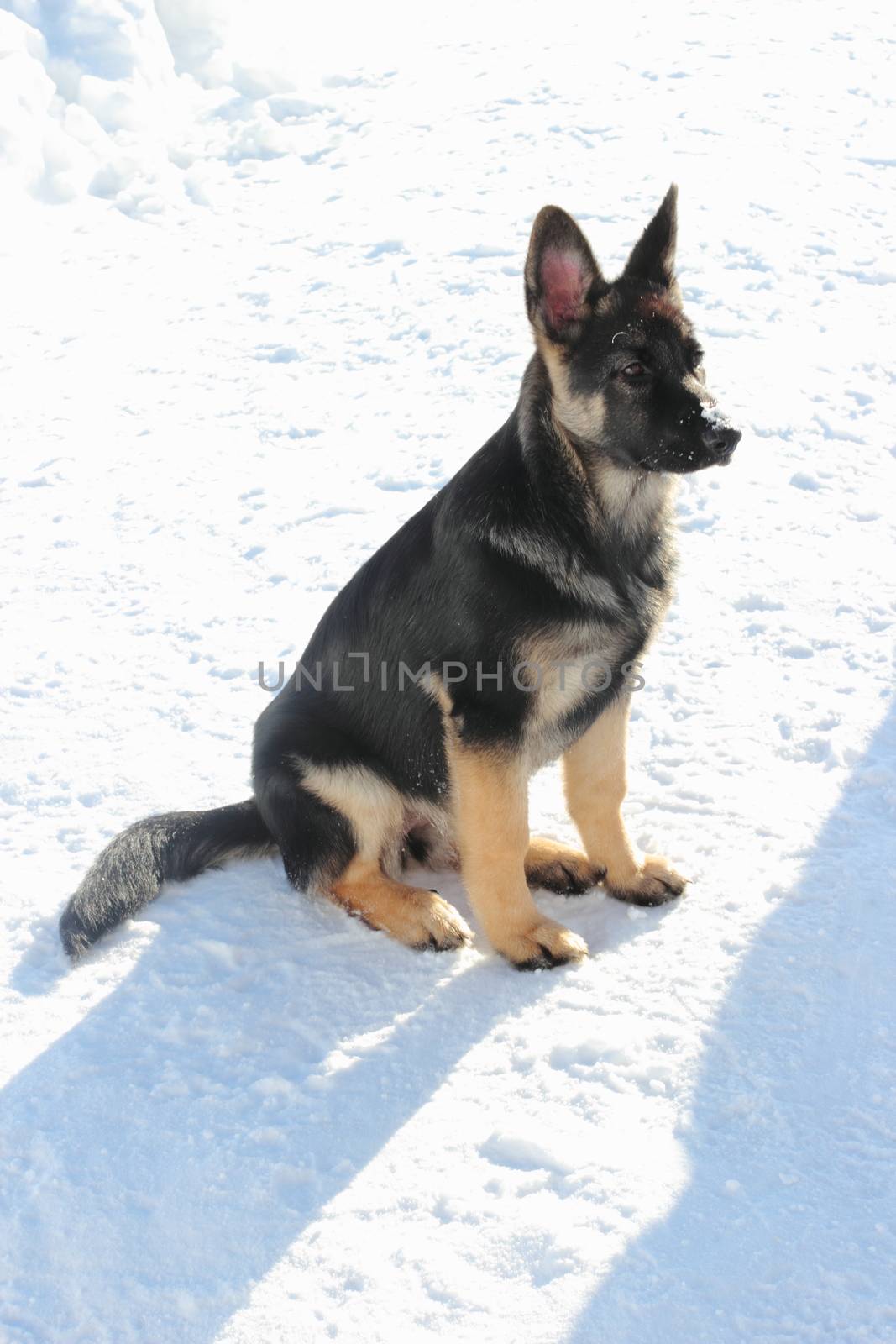 Large German Shepherd puppy outdoors in winter