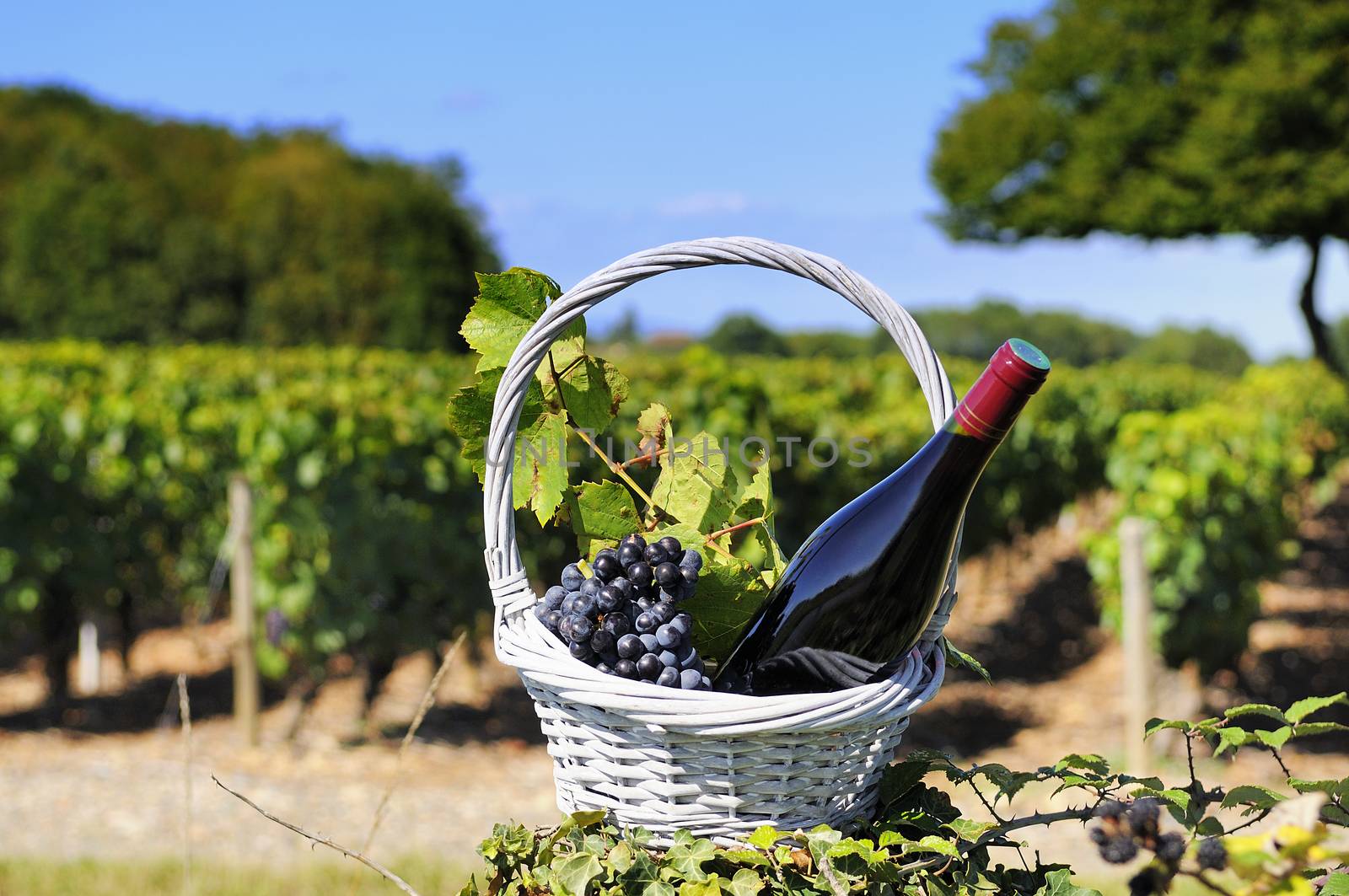 Bottle of red wine and grapes in basket 