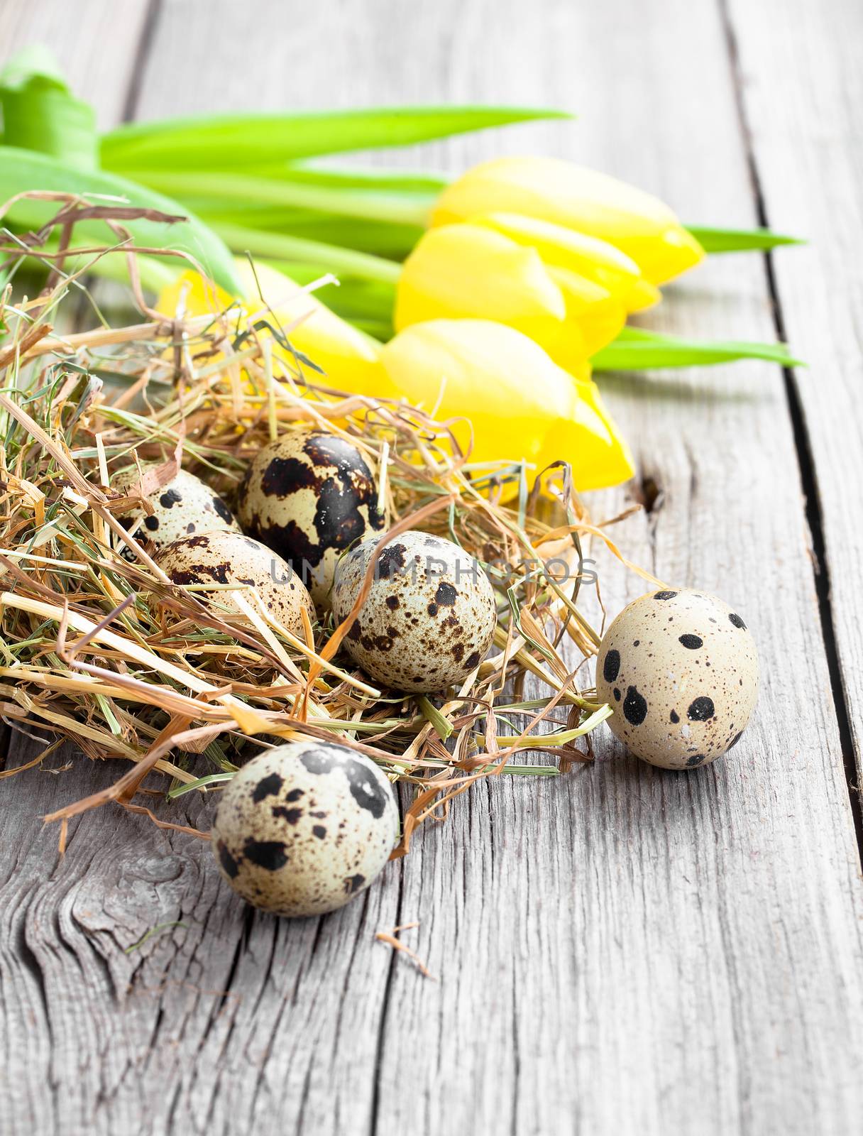 quail eggs with tulips on wooden background by motorolka