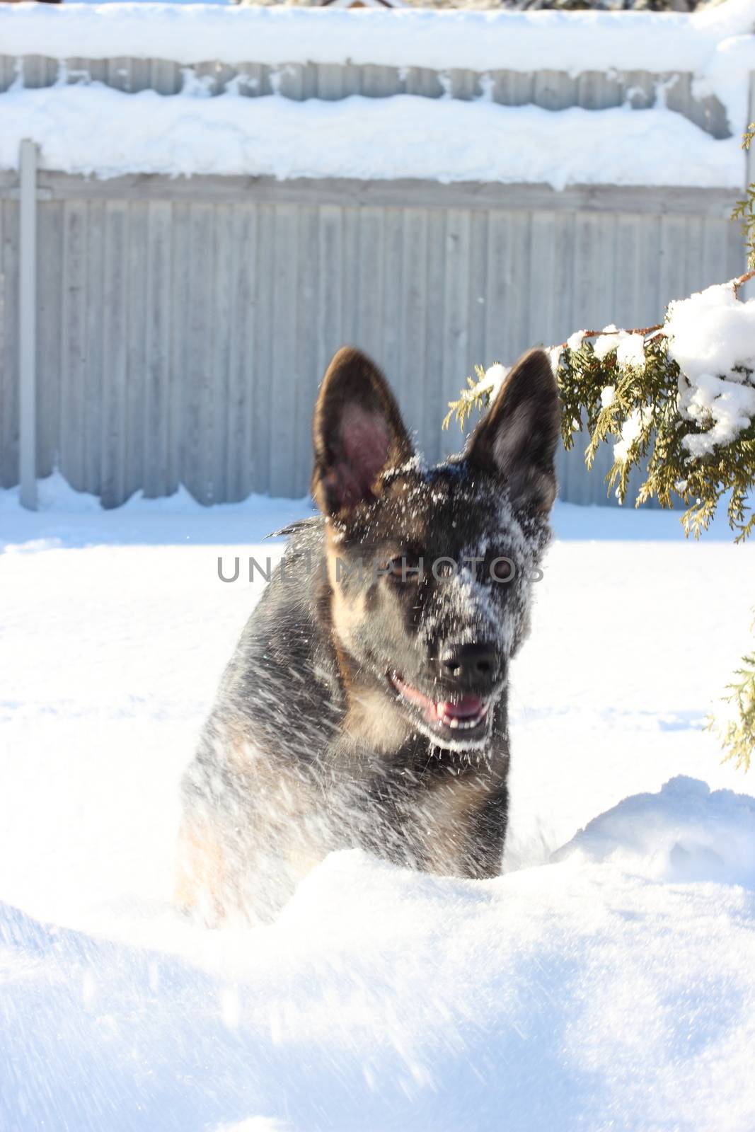 Large German Shepherd puppy outdoors in winter