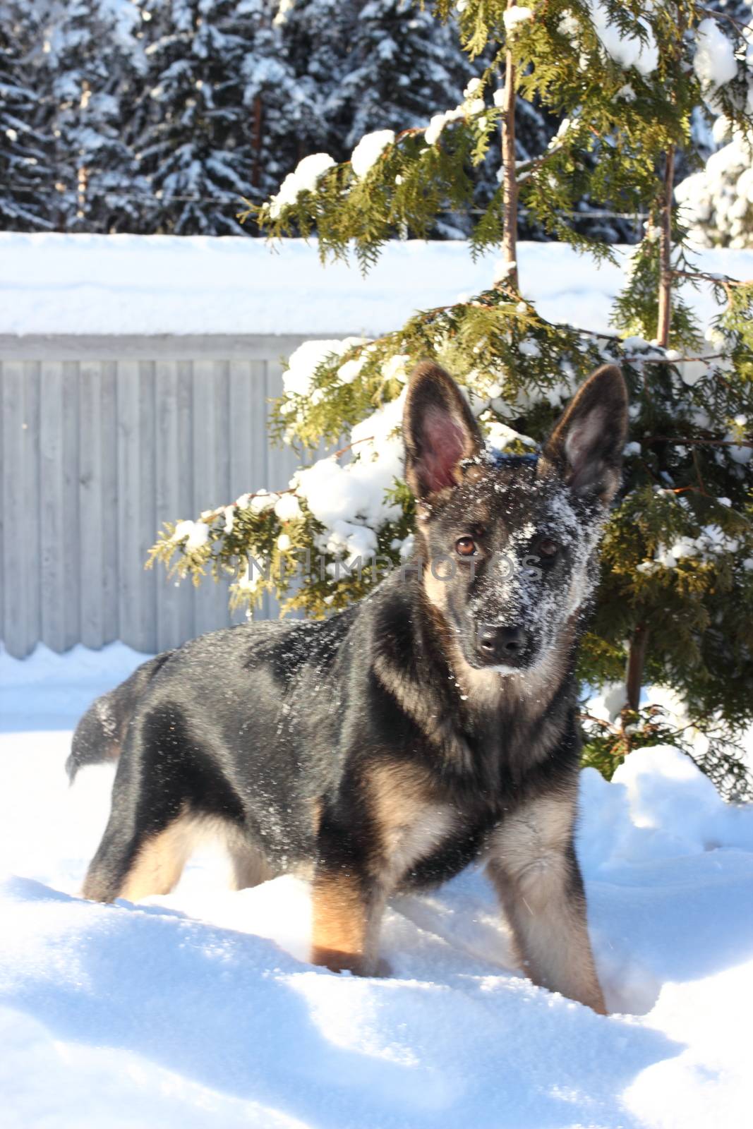 Large German Shepherd puppy outdoors in winter
