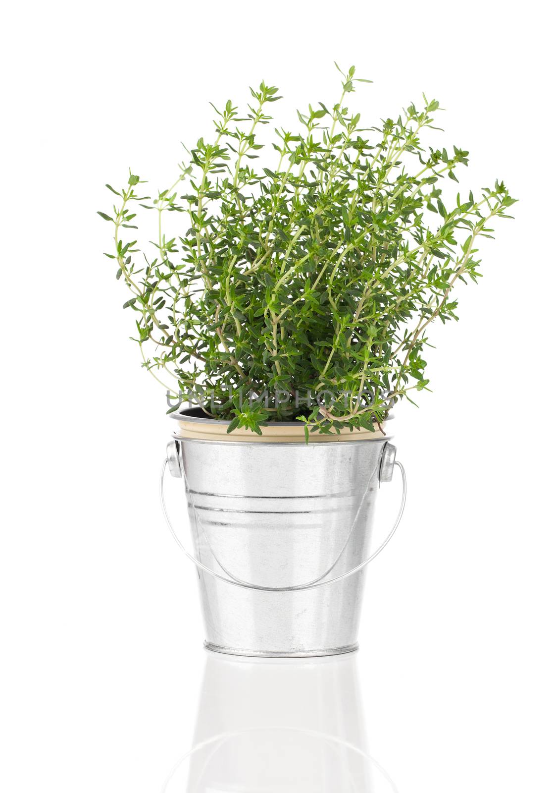 thyme herb plant growing in a distressed pewter pot, isolated ov by motorolka