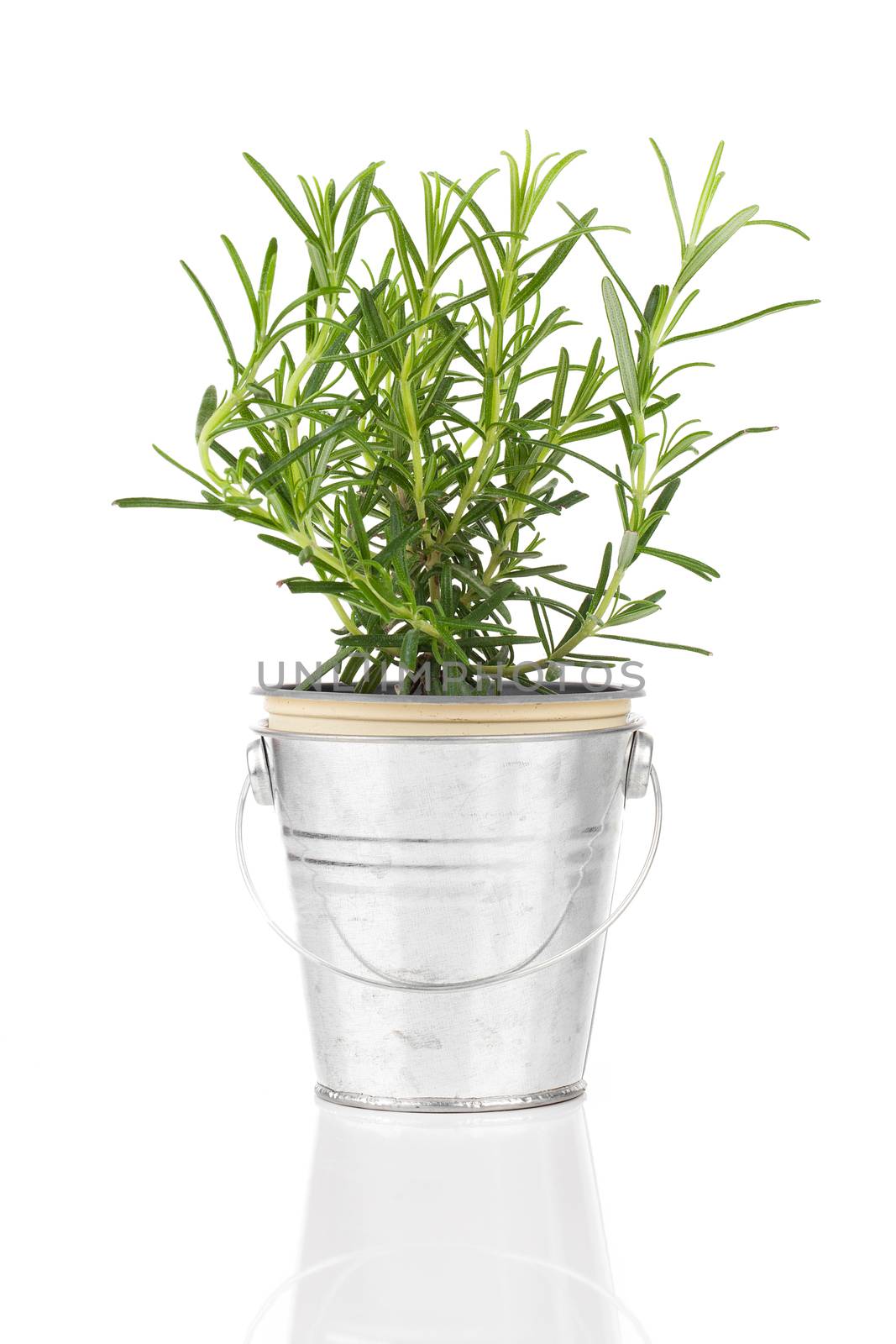 rosemary herb plant growing in a distressed pewter pot, isolated over white background.