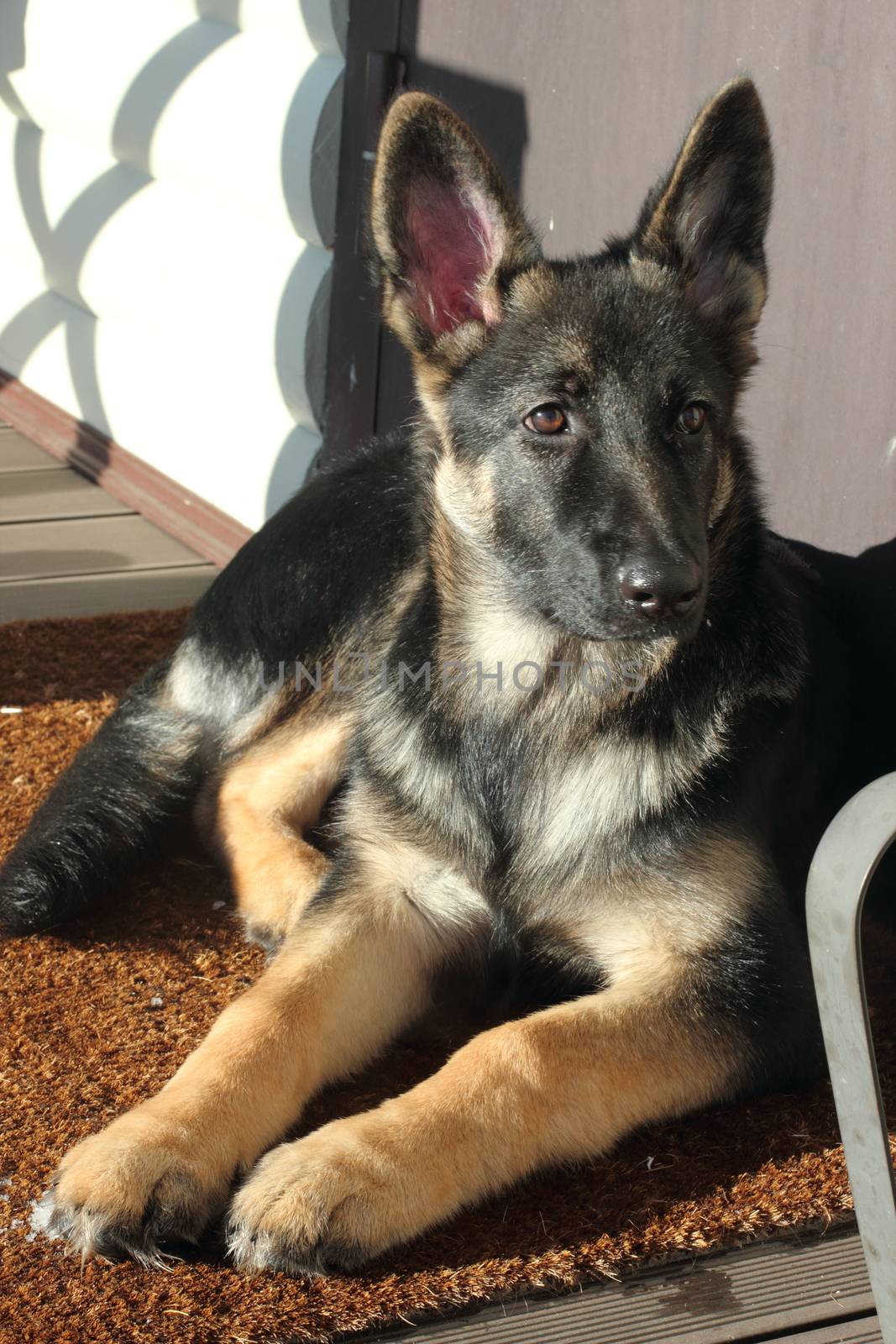 Beautiful German Shepherd puppy on brown terrace