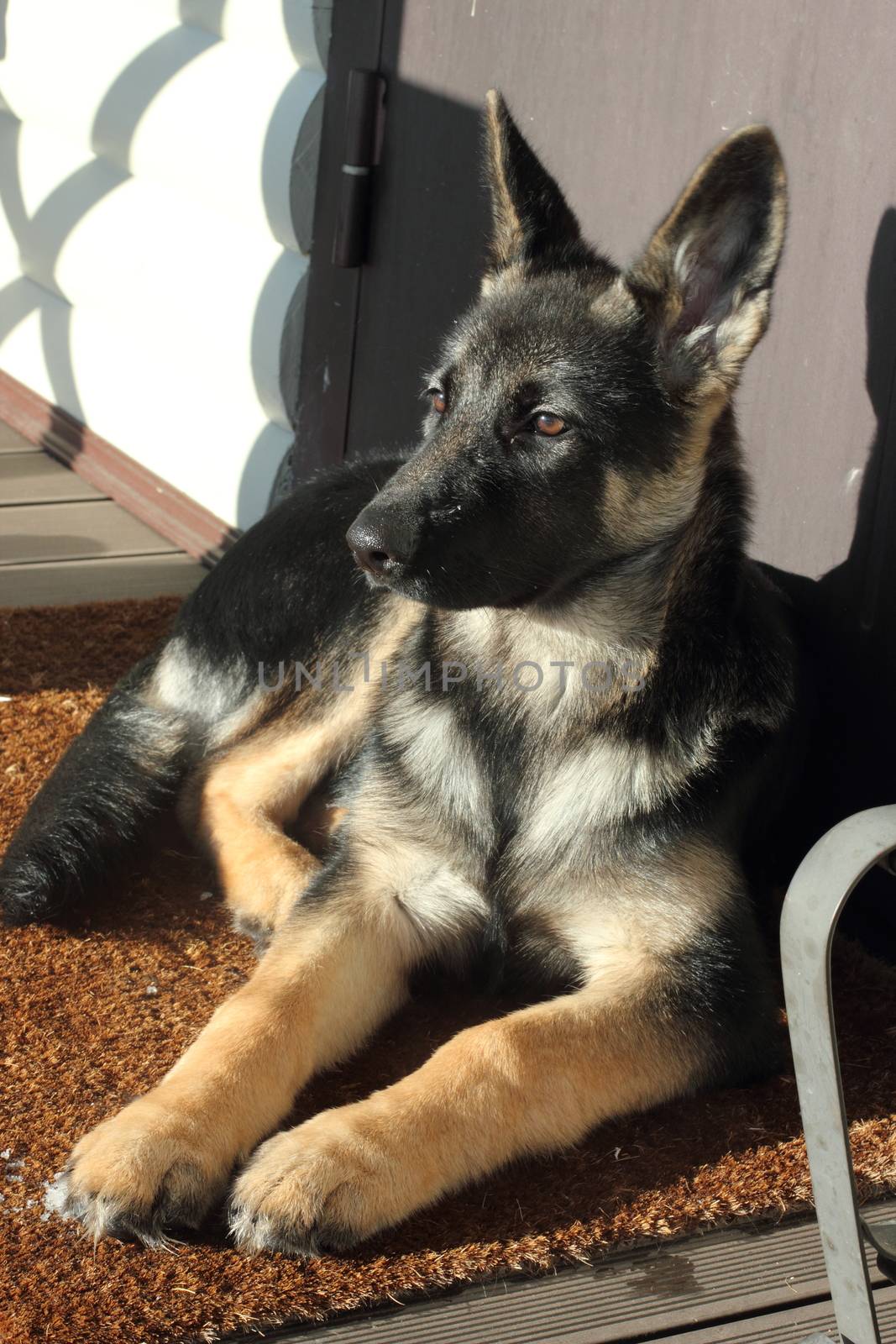 Beautiful German Shepherd puppy on brown terrace