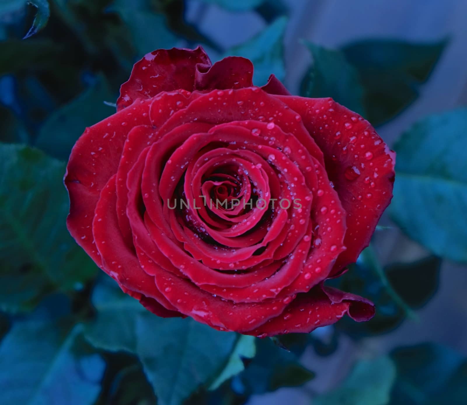 Red rose with droplets