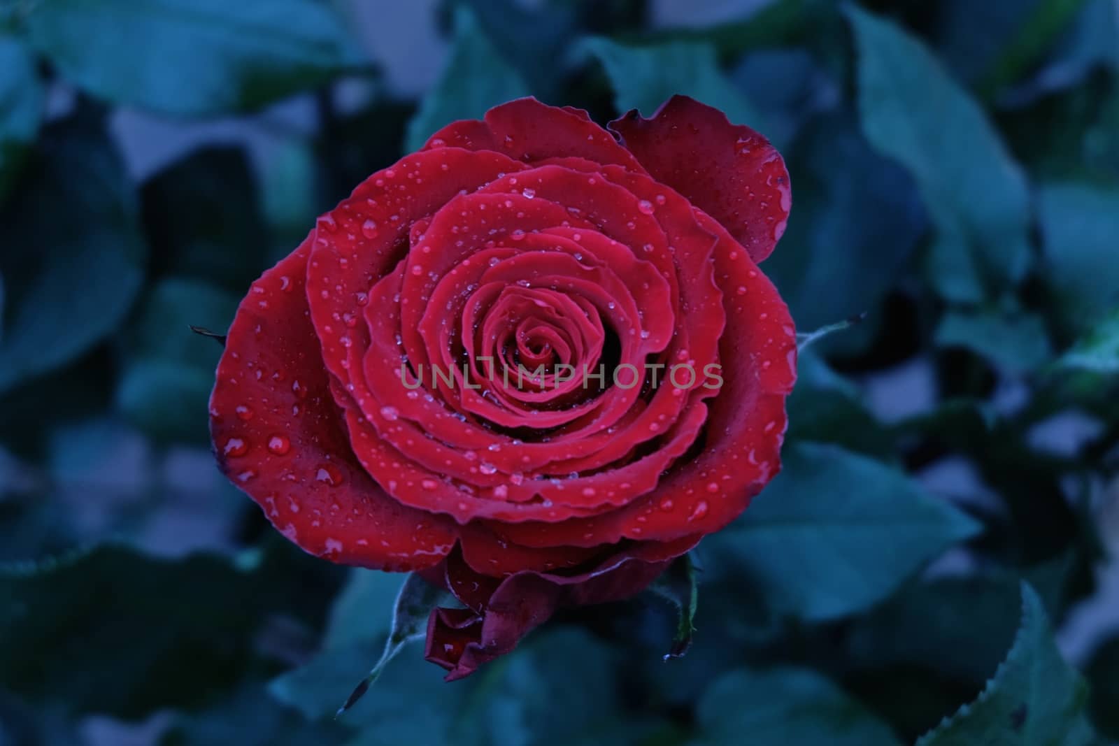 Red rose with droplets