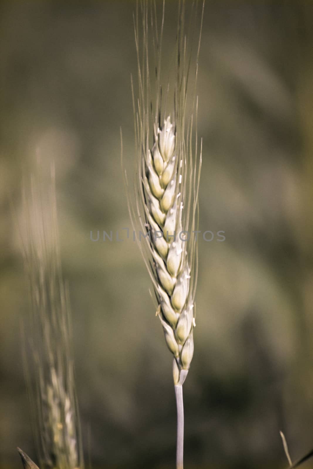 Young wheat crop in a field  by yands