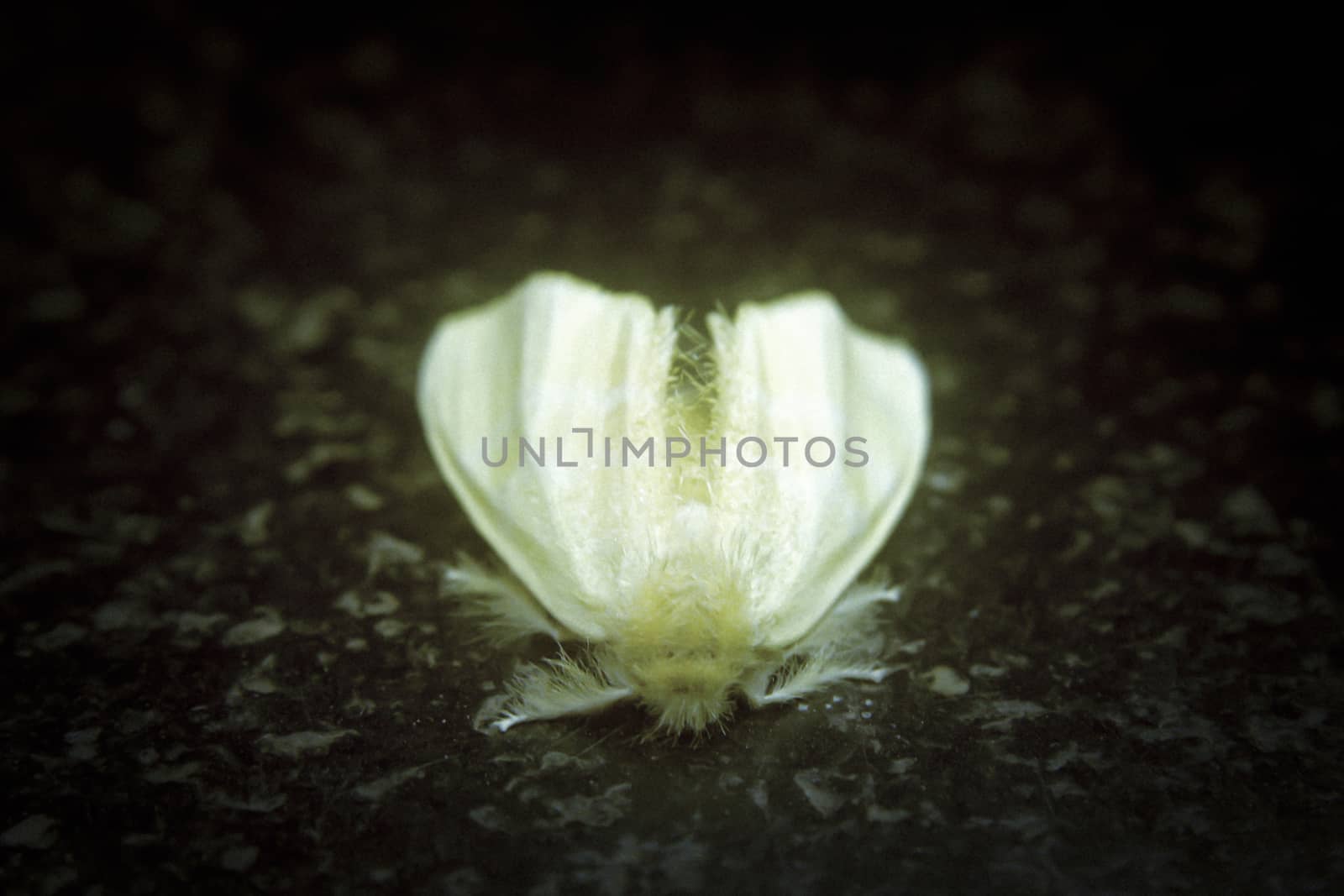 Yellow Tussock Moth - Euproctis lutea
