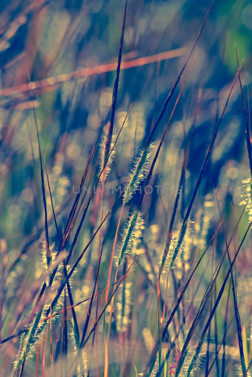 Heteropogon contortus is a tropical, perennial tussock grass. The species is known by many common names, including black speargrass, tanglehead, steekgras and pili.