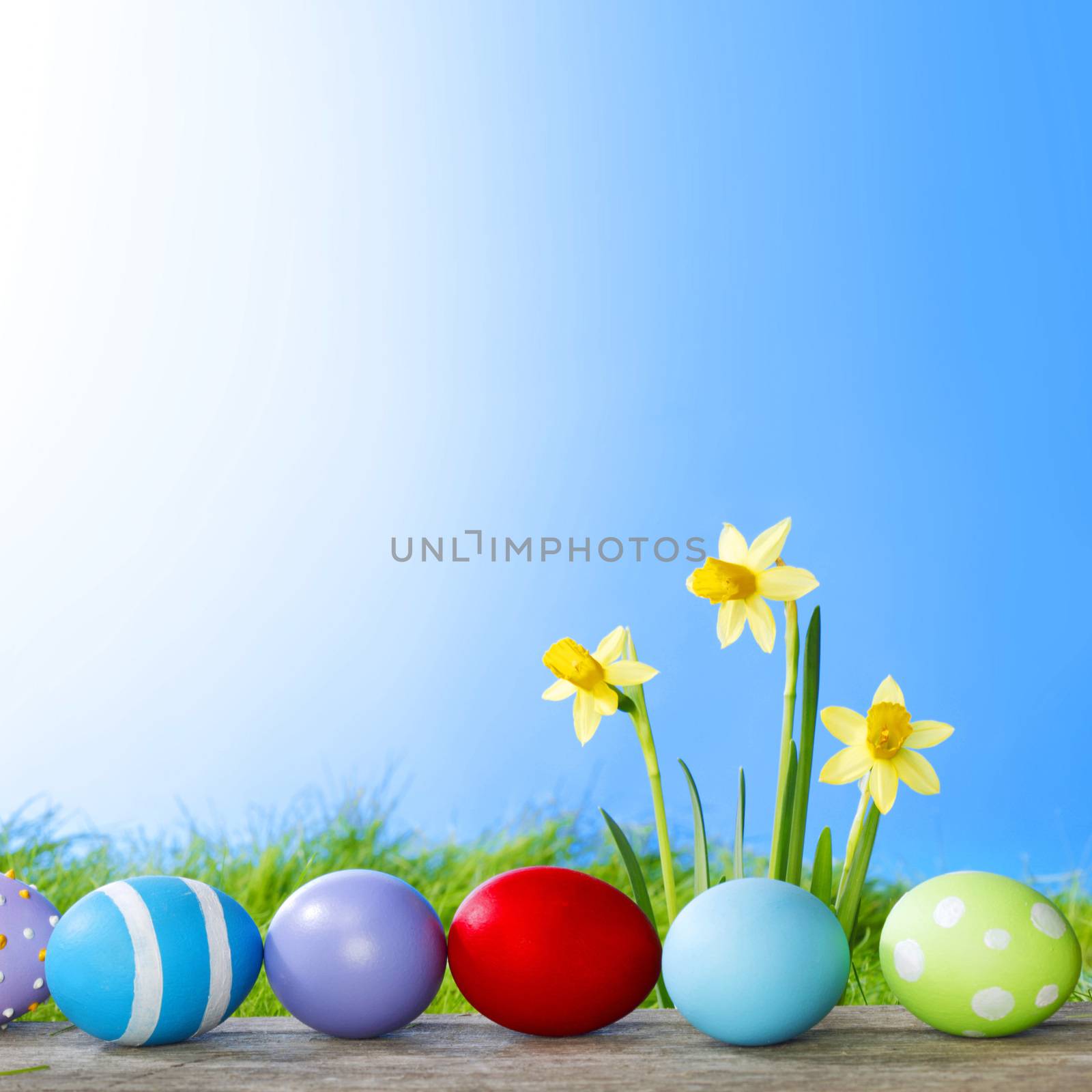 Yellow narcissus flowers and easter eggs on spring grass background