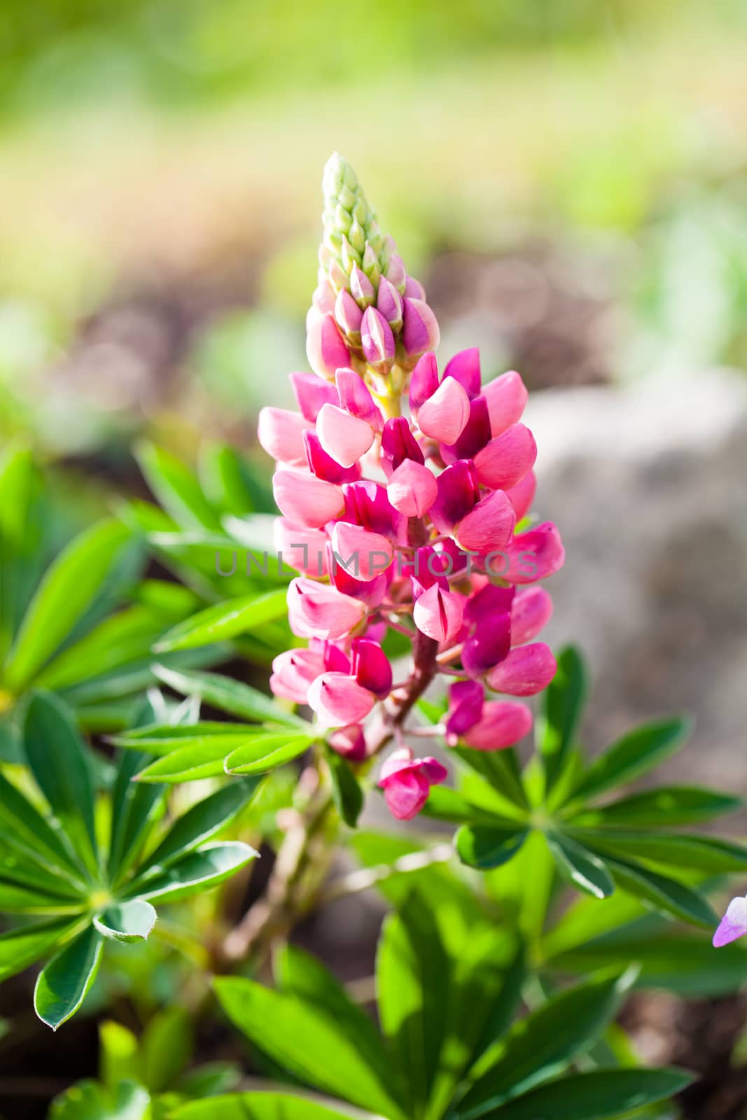 Rare pink Lupin flower (Lupinus) in the summer by motorolka