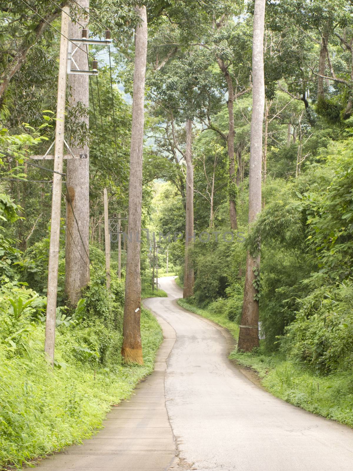 Curved road in forest on hill in Chiang Dao, Chiang Mai, Thailand