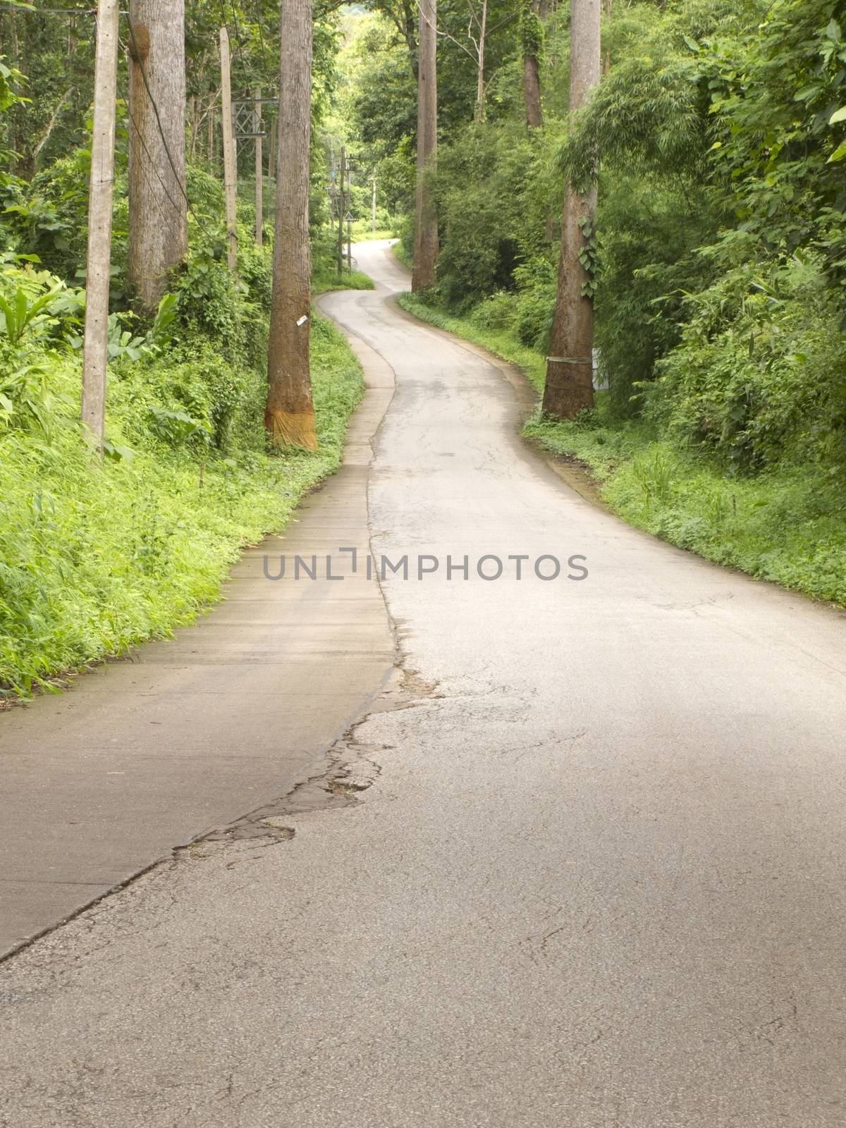 Curved road in forest on hill in Chiang Dao, Chiang Mai, Thailand