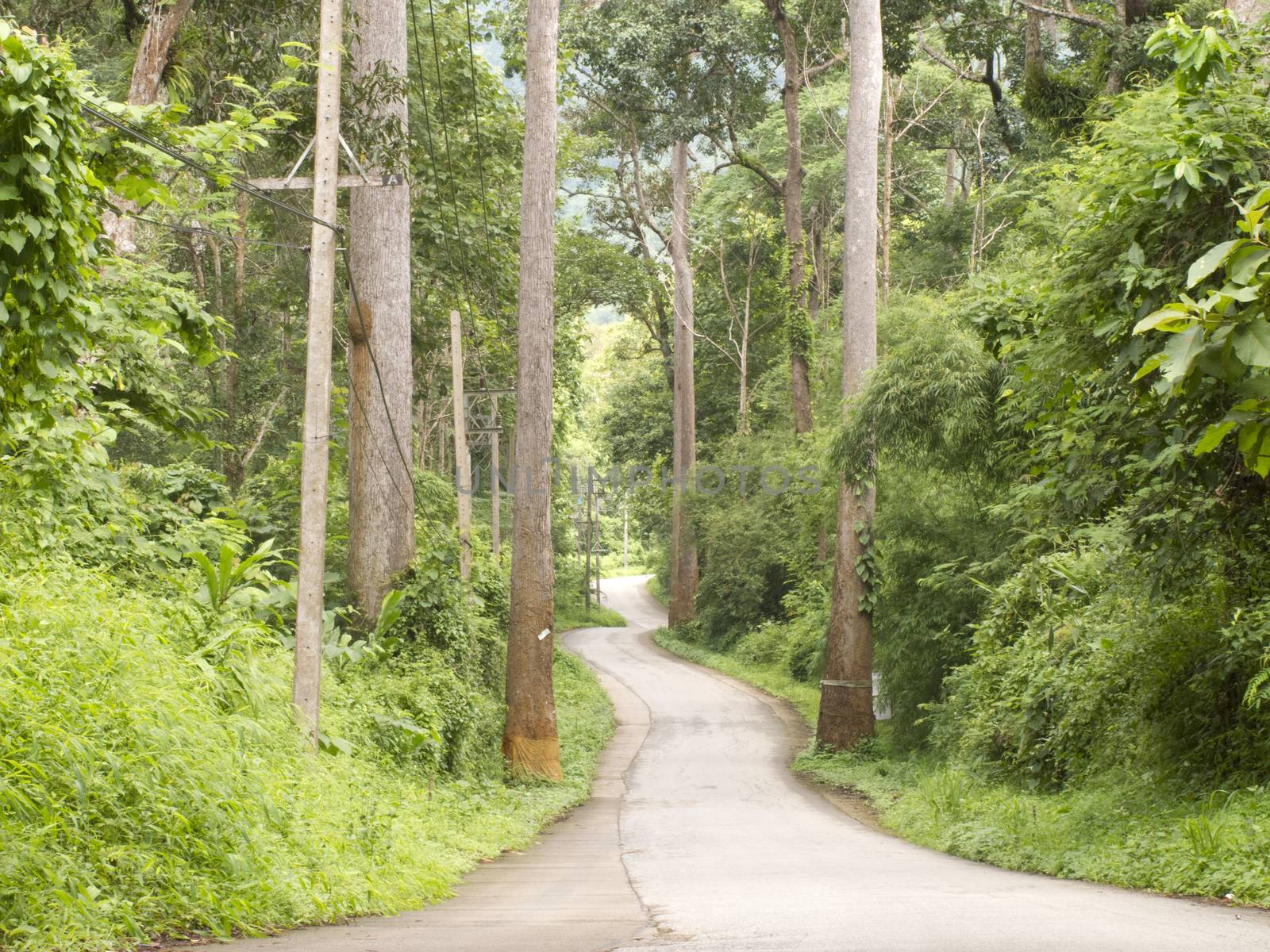 Curved road in forest on hill by iampuay