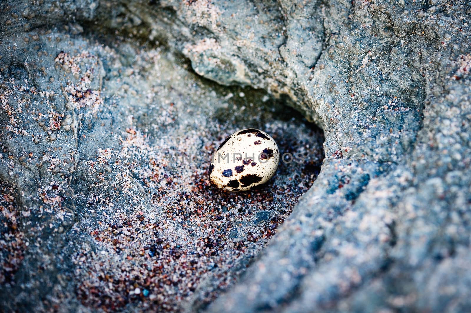 Egg on the textured stone surface