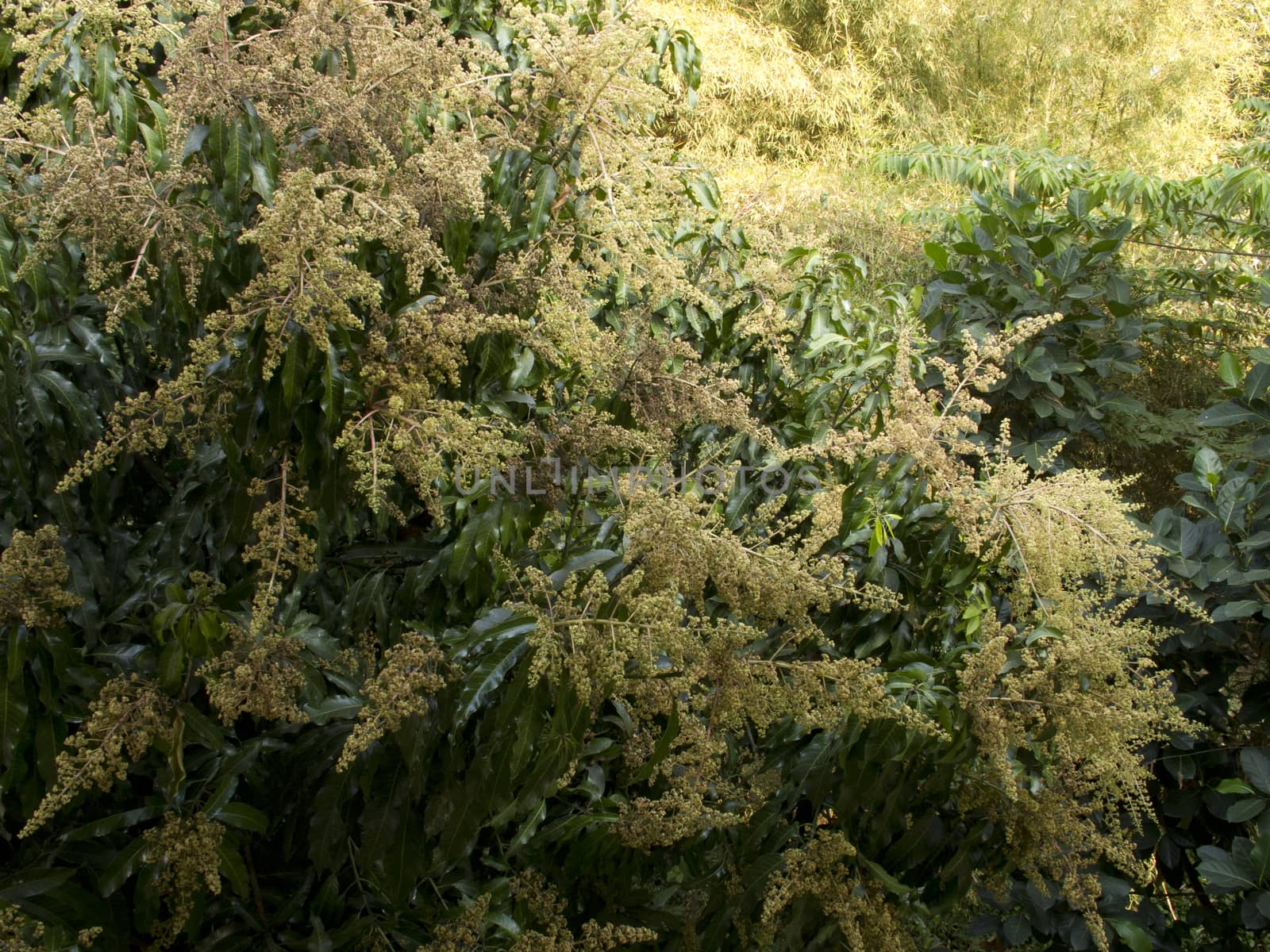 Mango flower on tree in garden