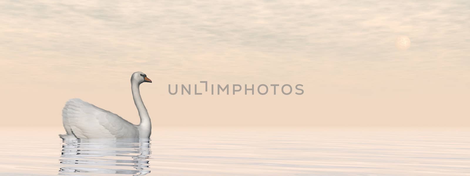 Peaceful white swan floating on the water by sunset - 3D render