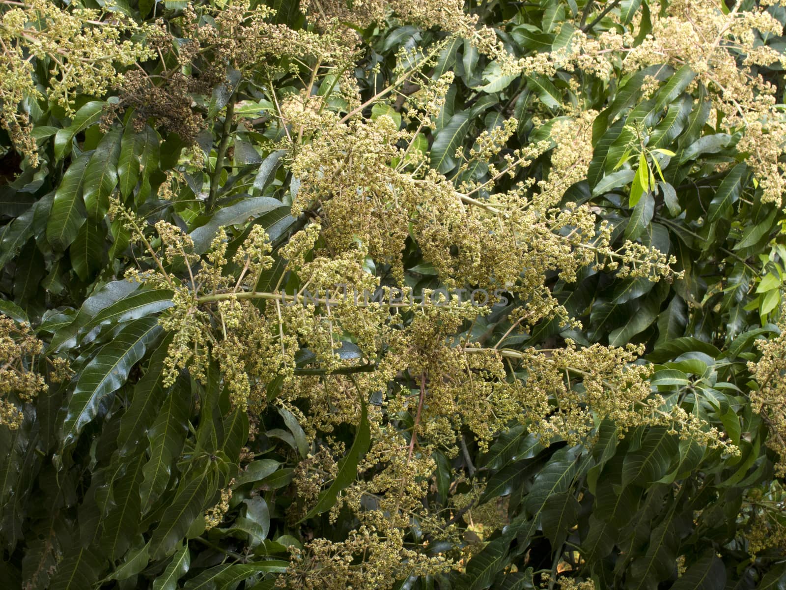 Mango flower on tree in garden