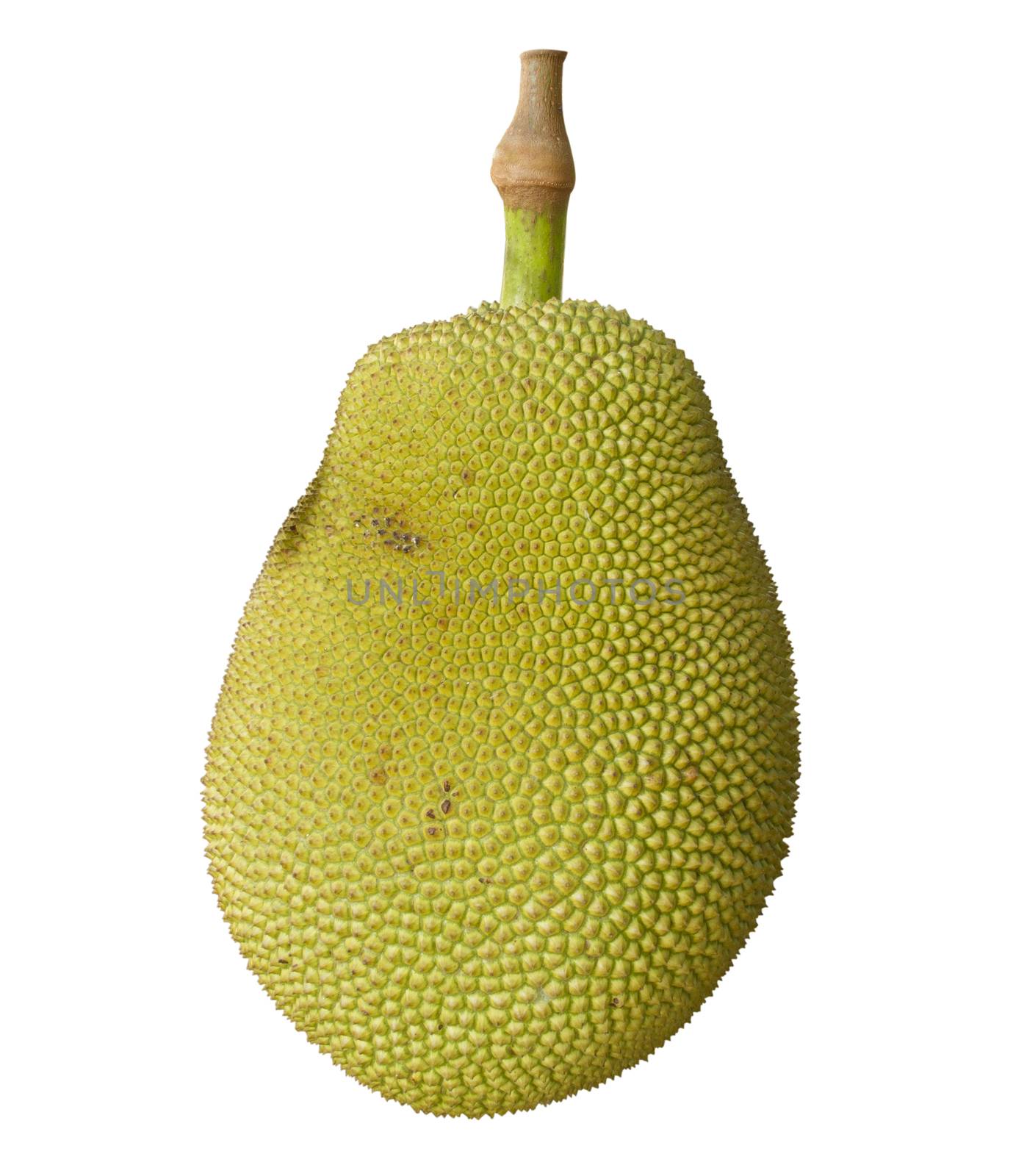 Jack fruit on white background by iampuay