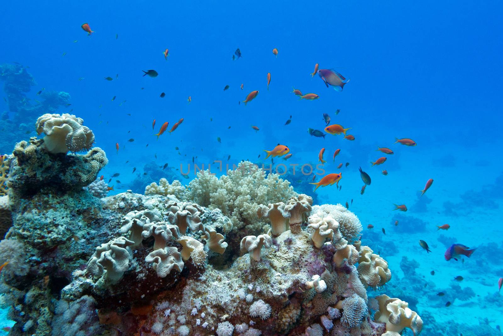 coral reef with soft and hard corals with exotic fishes anthias on the bottom of tropical sea  on blue water background
