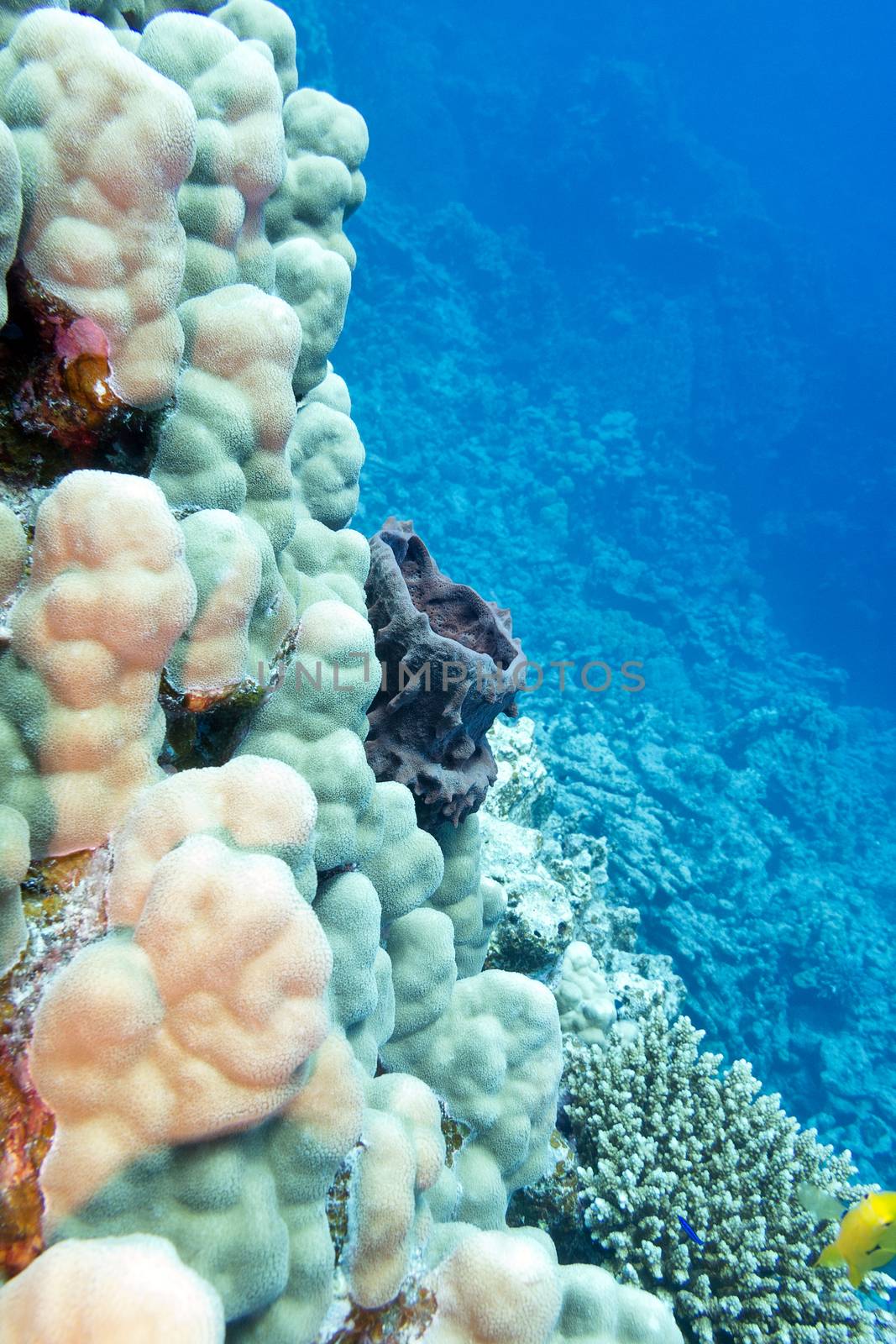 coral reef with sea sponge and hard corals at the bottom of trop by mychadre77