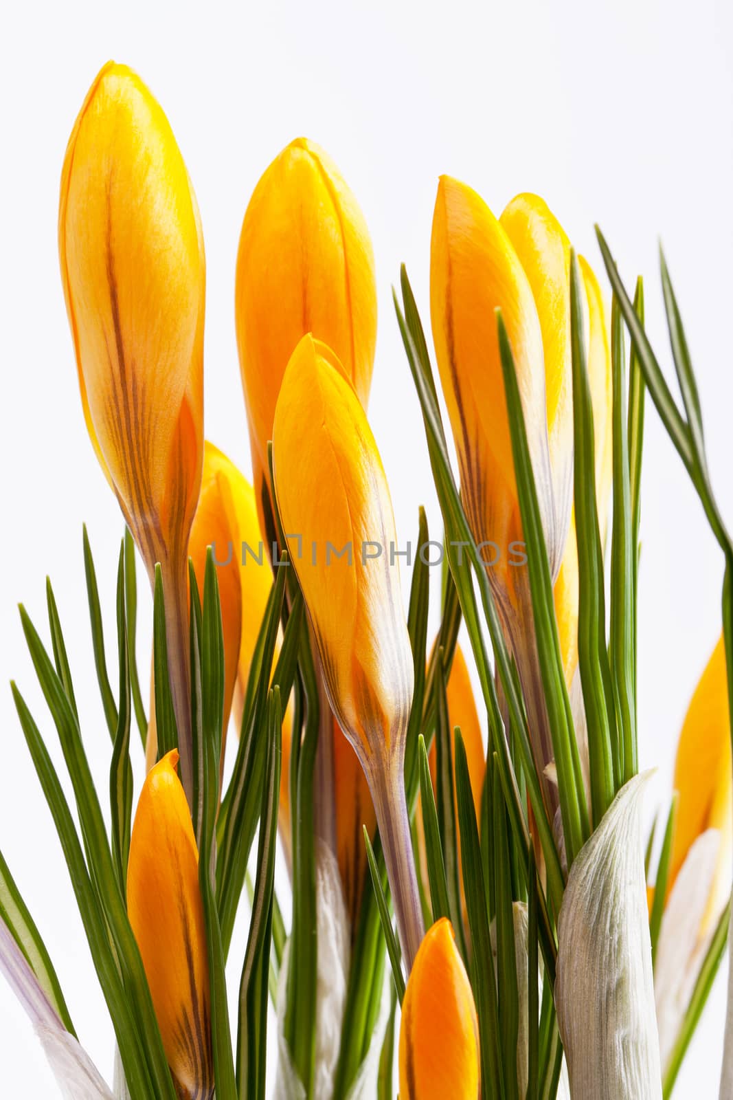 some  flowers of yellow crocus isolated on white background