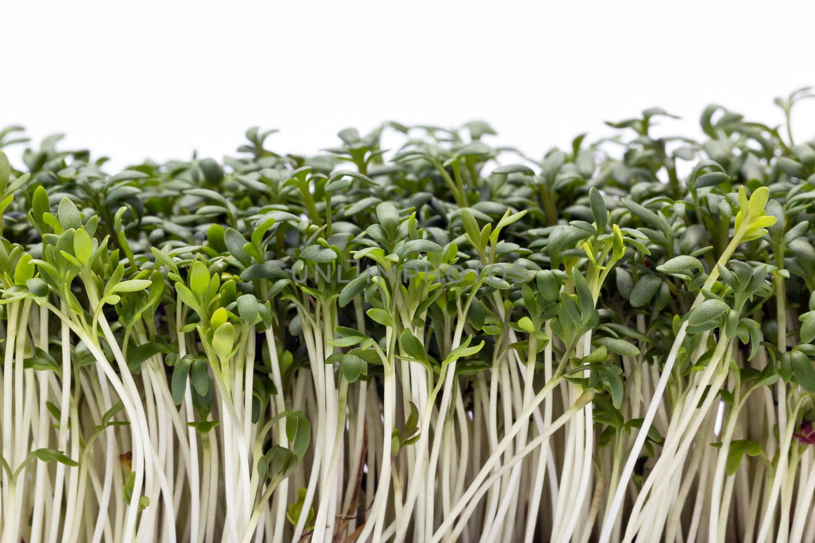 isolated cress on white background - closeup