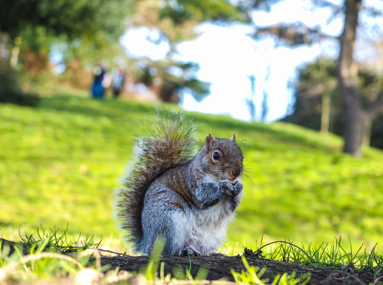 Squirrel eating on a treat in a park in shadow with green grass by Arvebettum