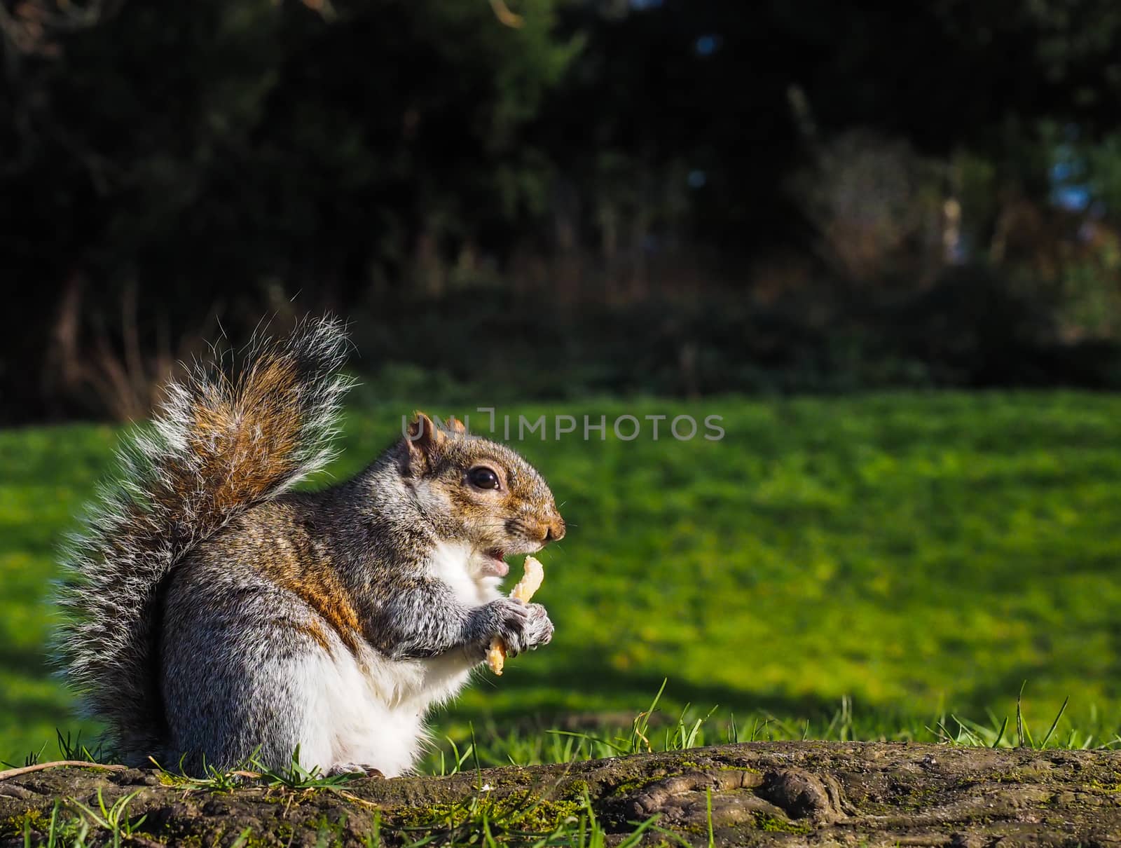 Squirrel eating on a treat in a park in sunlight with green grass