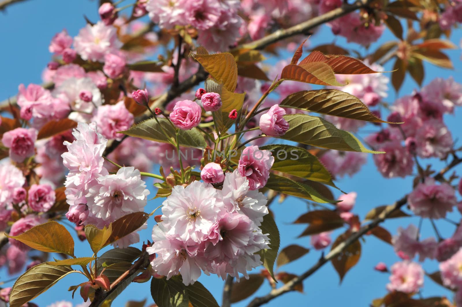 Lot of Young Pink Cherry Blossoms with a Blue Sky