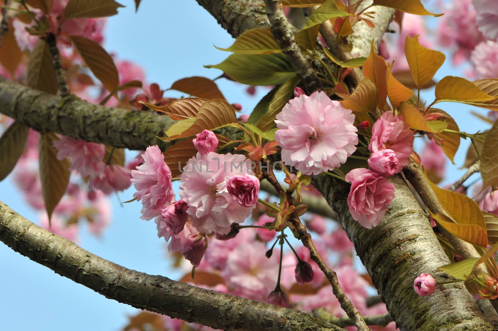 Pink Cherry Blossom along Branchs with a Blue Sky