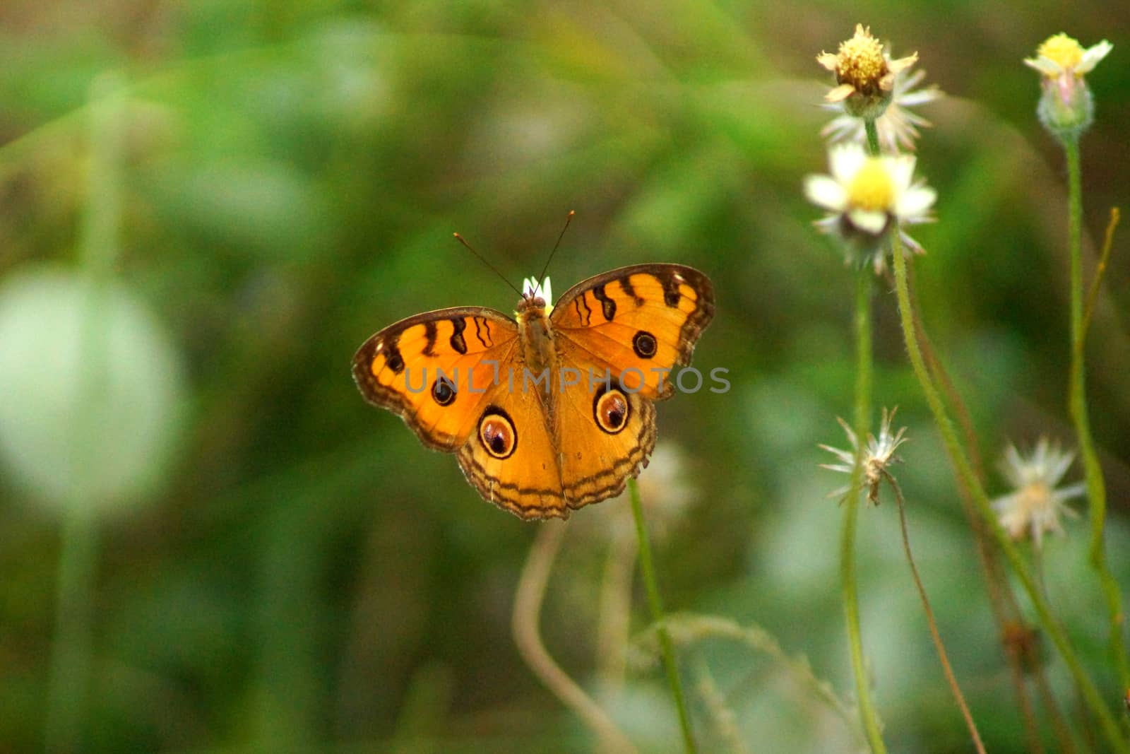 Orange butterfly over flower.
