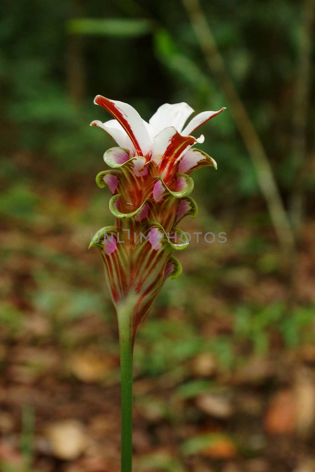 Flower in the forest " Siam Tulip" (Cercuma alismatifolia Gagnep)