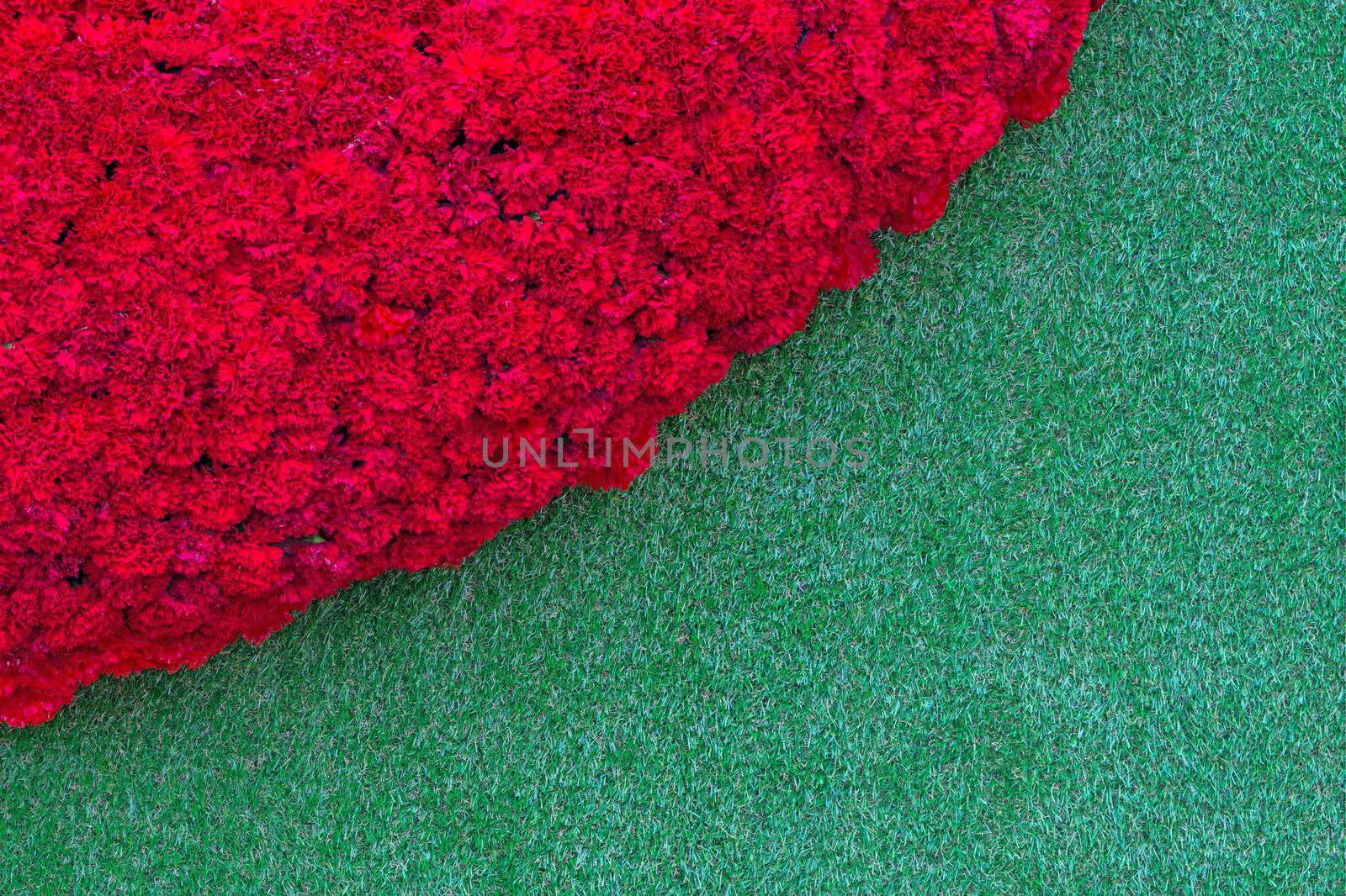 Red carnation flower on the fresh spring green grass background